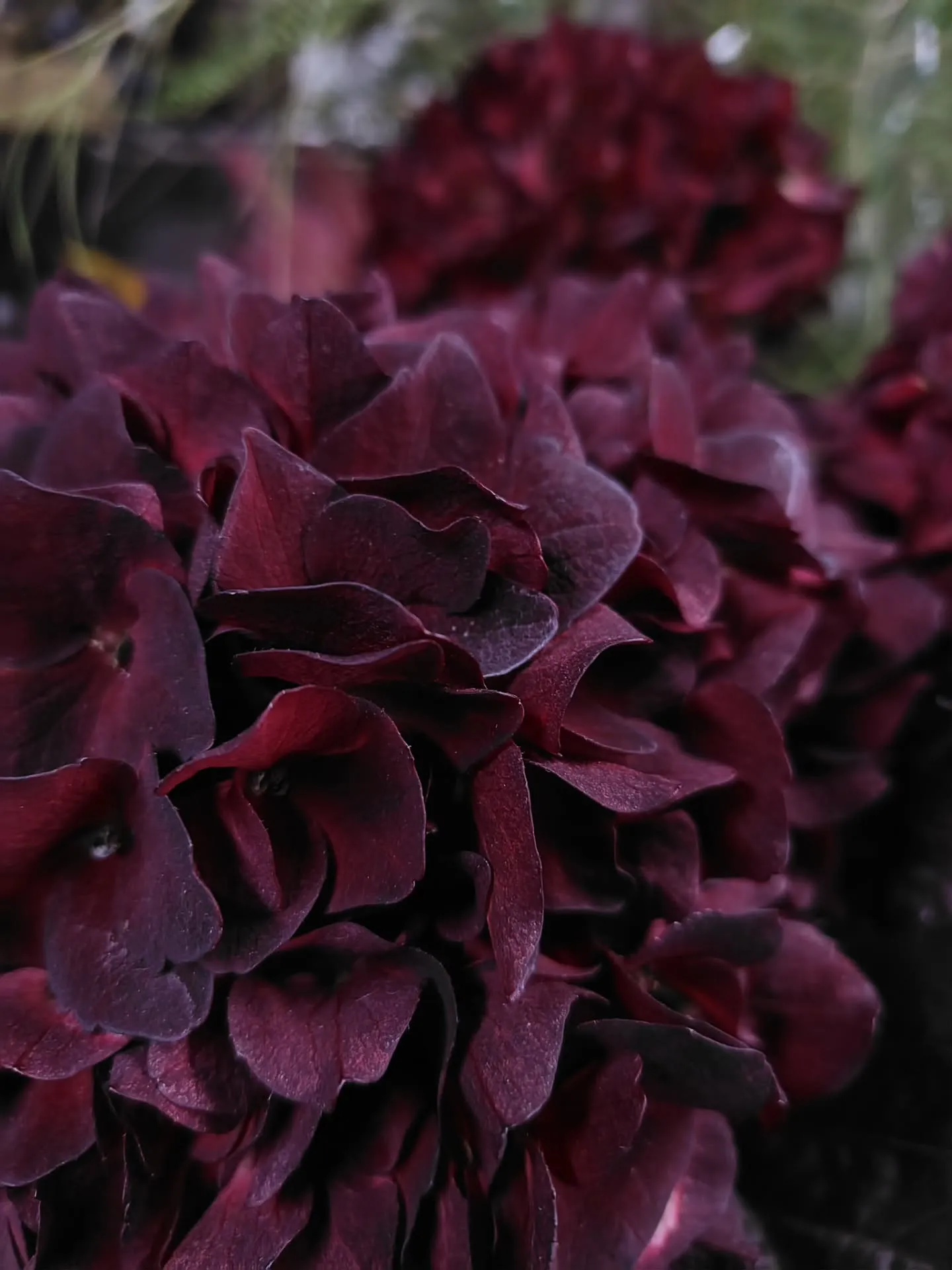 ウラジロアサガオ