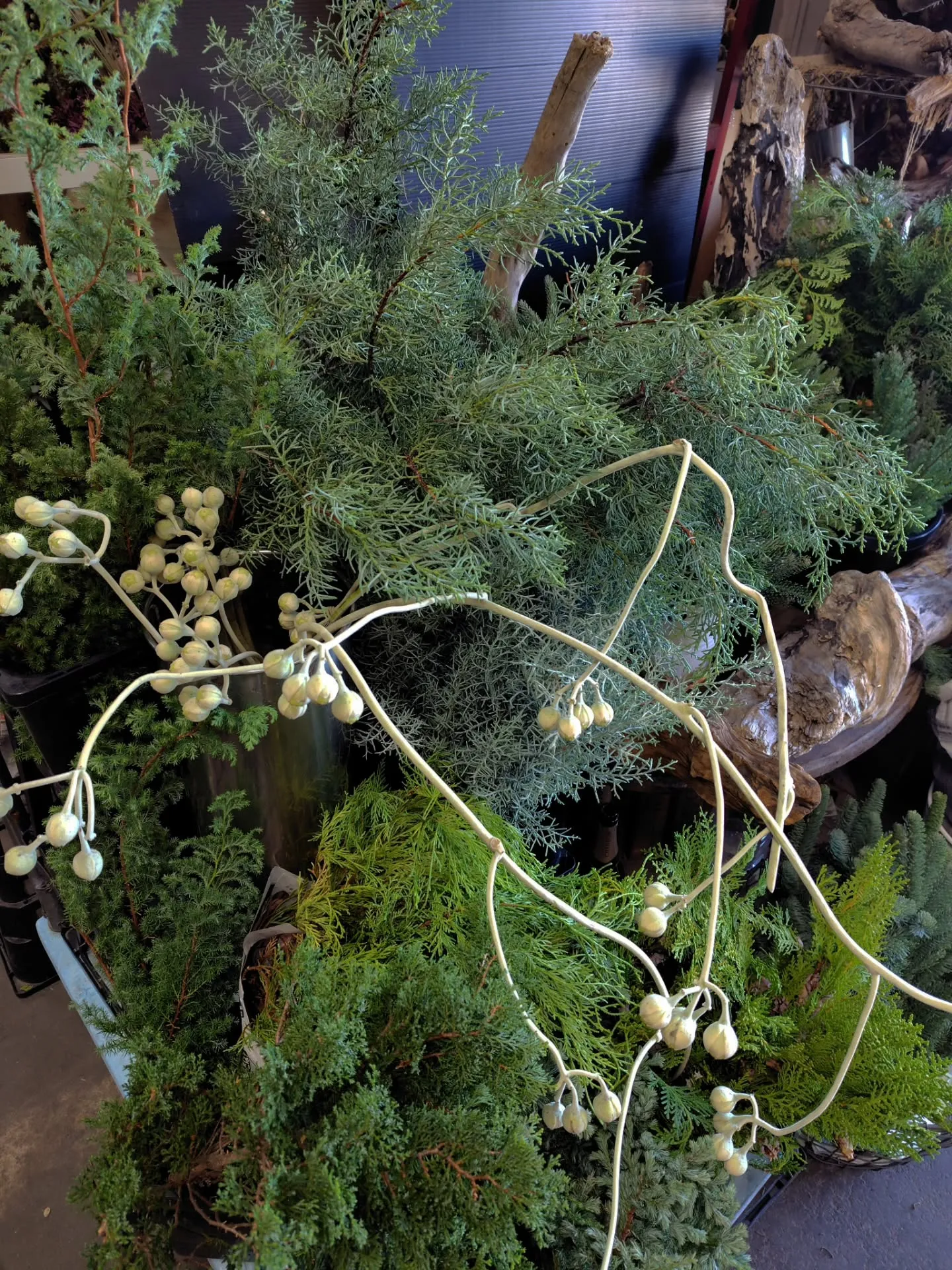 ウラジロアサガオ