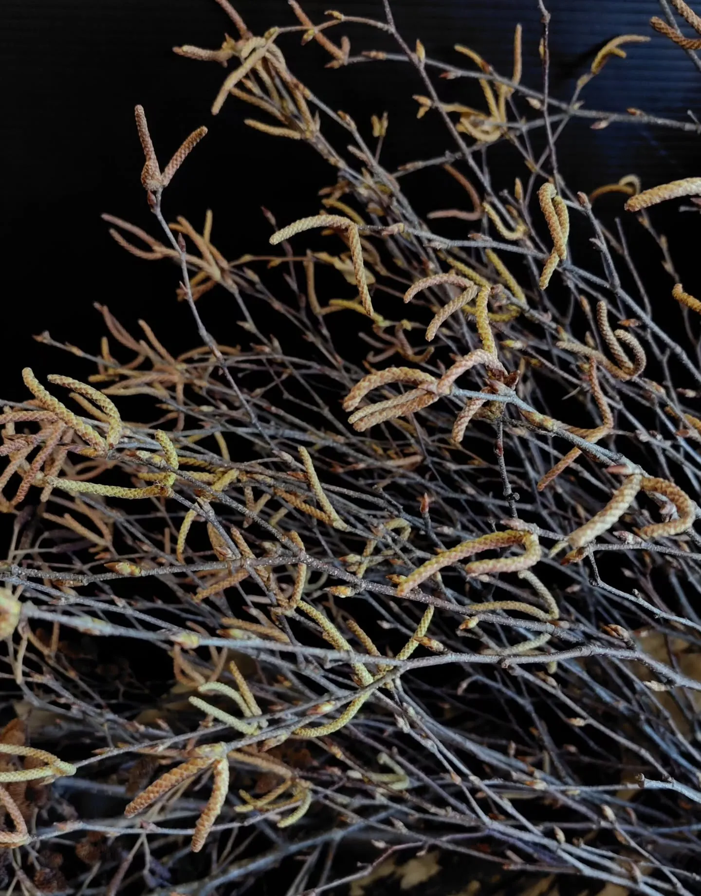 おはようさん🌞