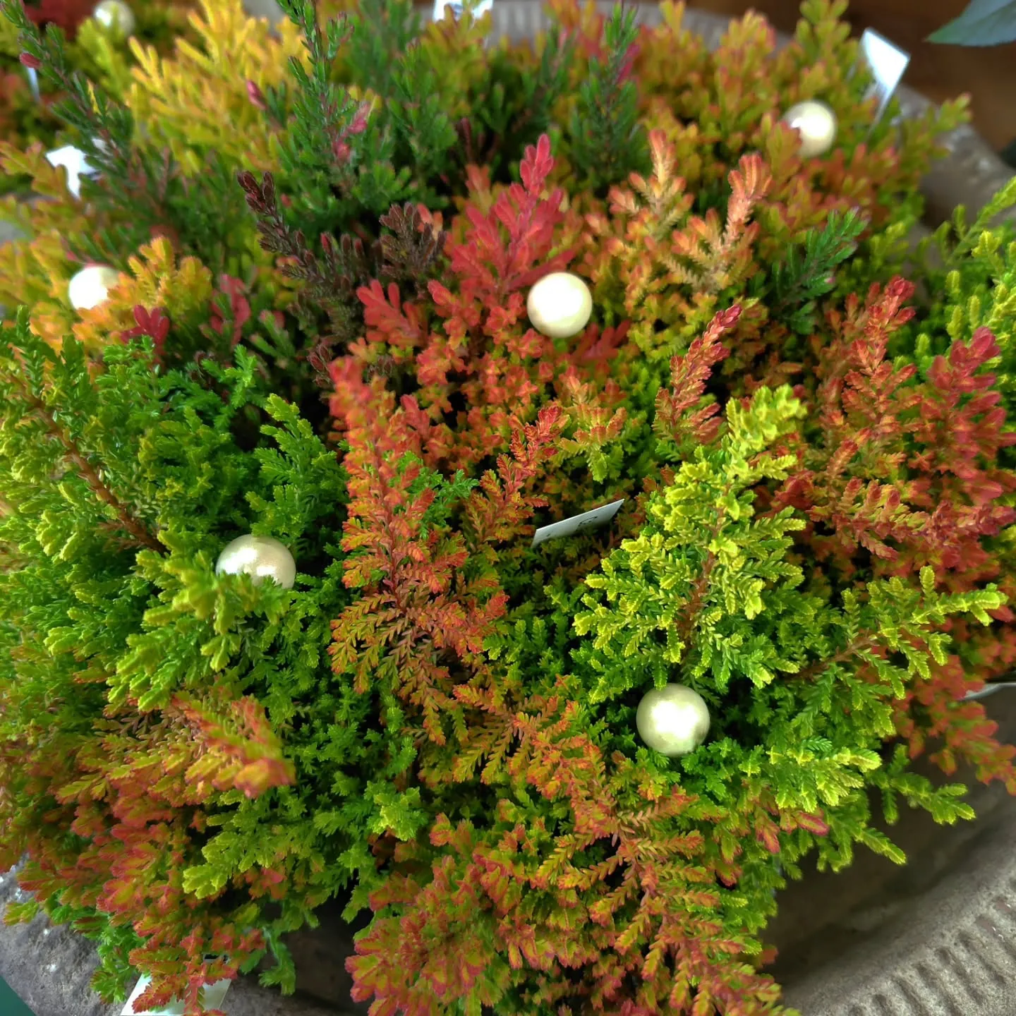 色鮮かなカルーナ