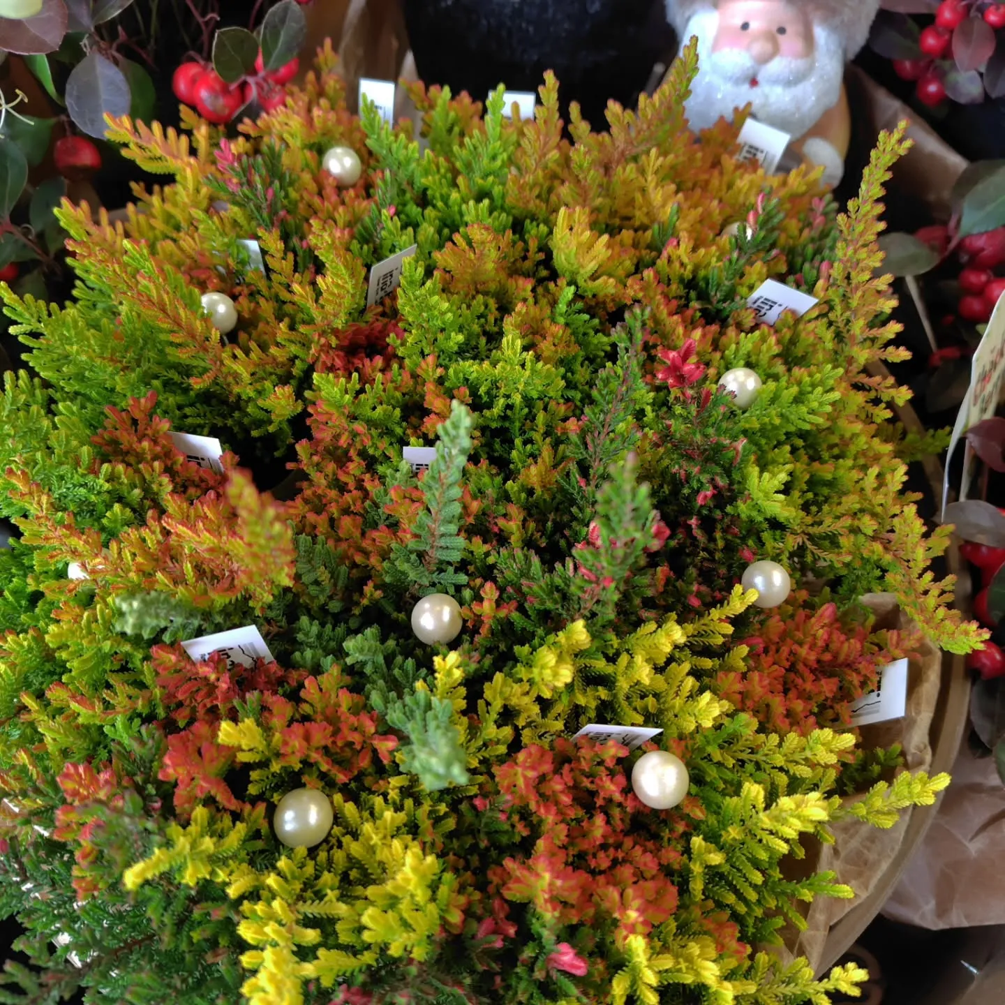 色鮮かなカルーナ