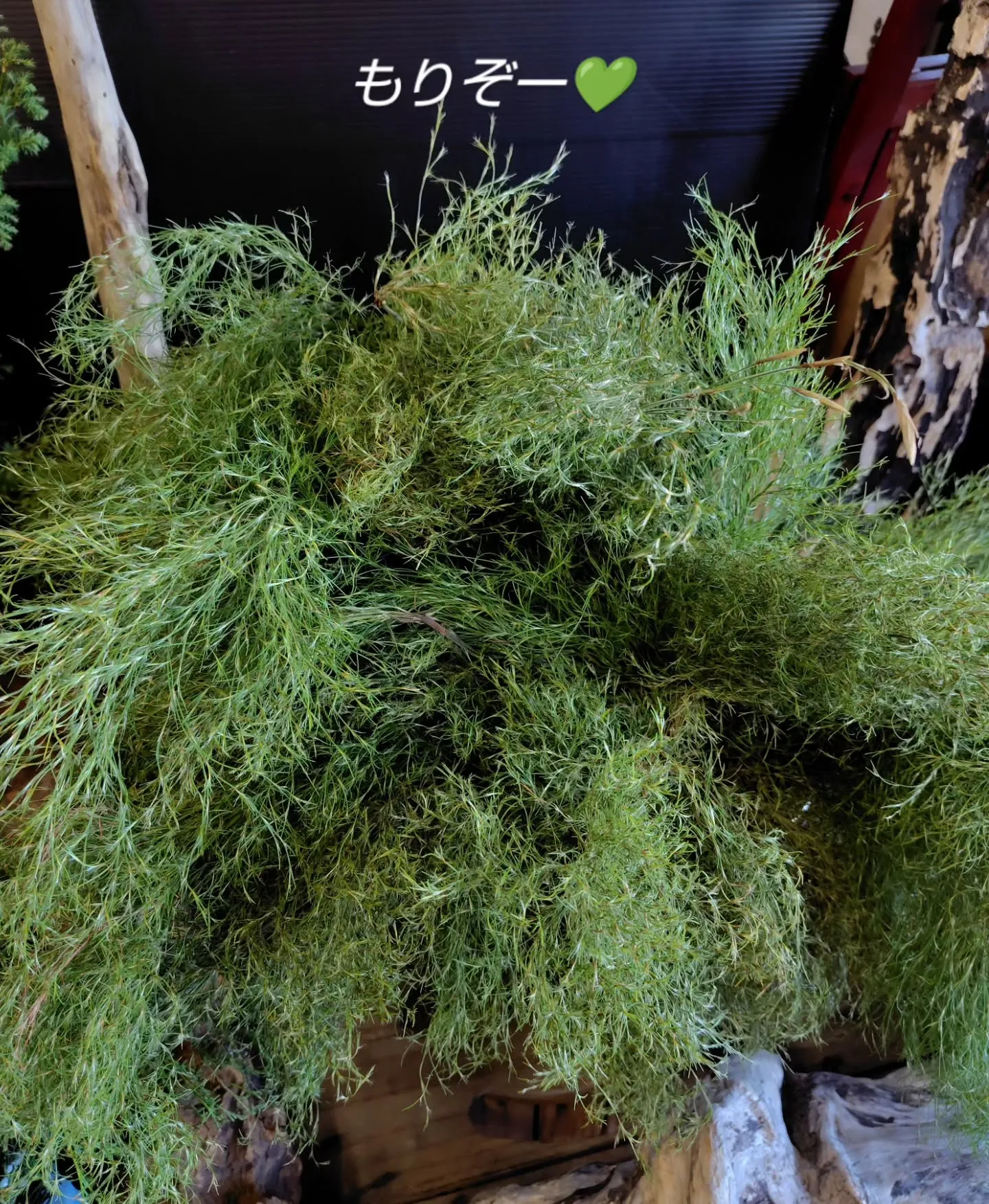 もりぞー🌿💚💚きた　1年ぶり