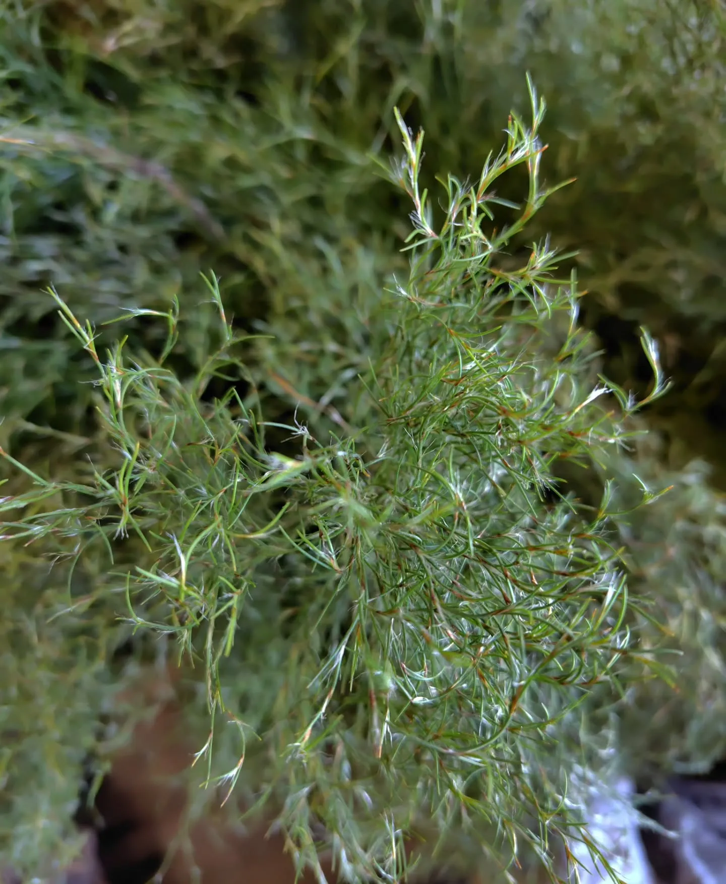 もりぞー🌿💚💚きた　1年ぶり