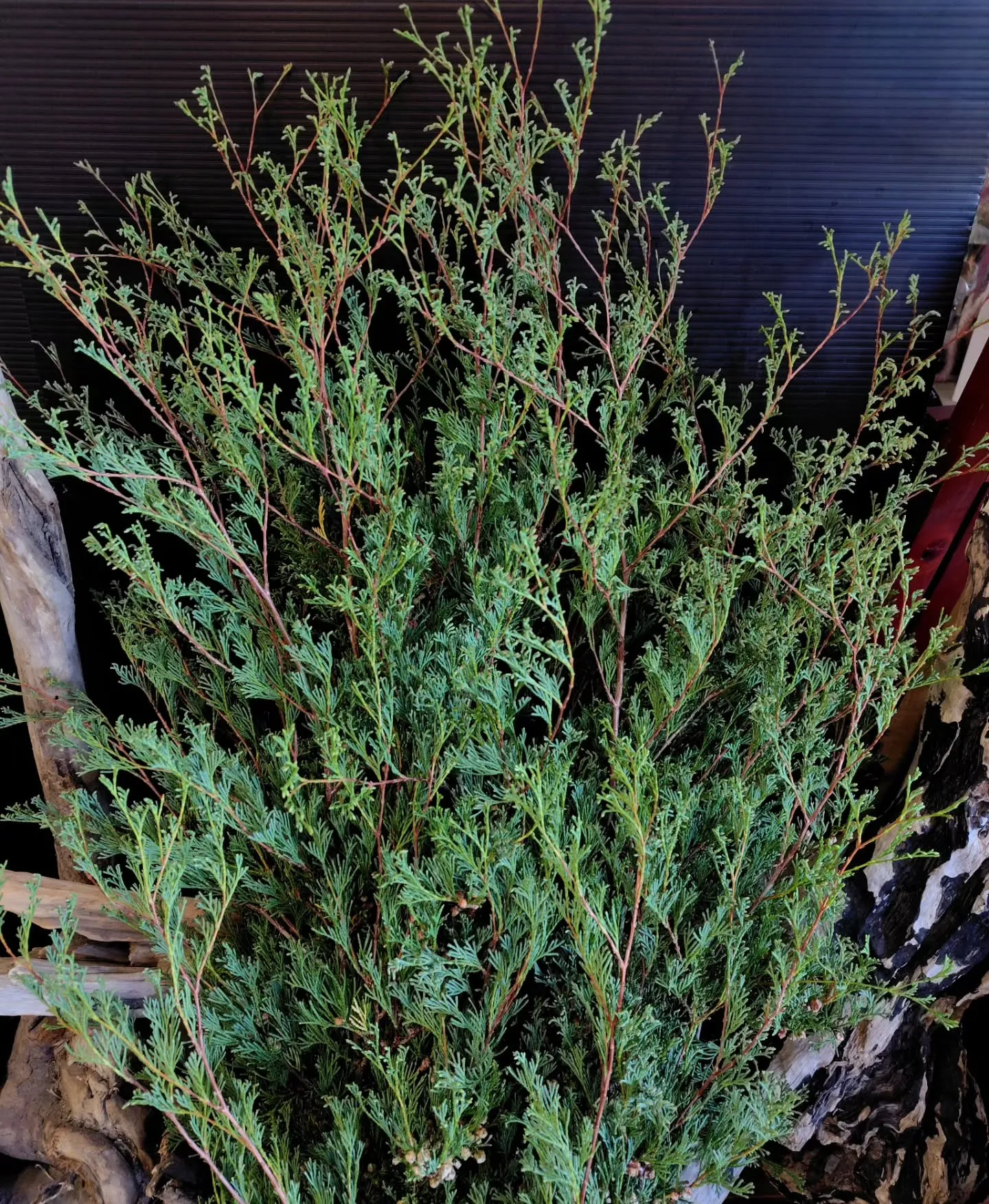 もりぞー🌿💚💚きた　1年ぶり