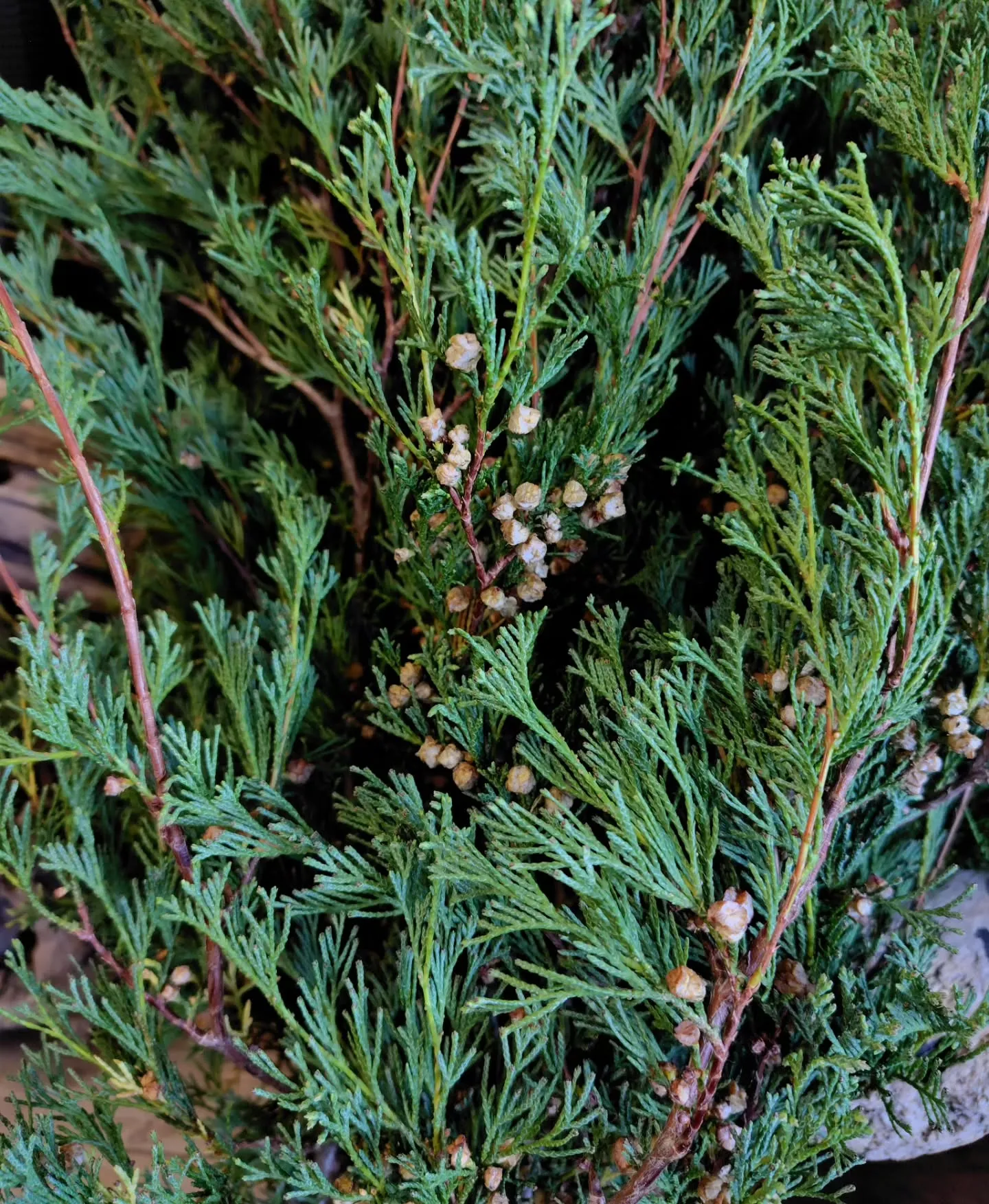 もりぞー🌿💚💚きた　1年ぶり