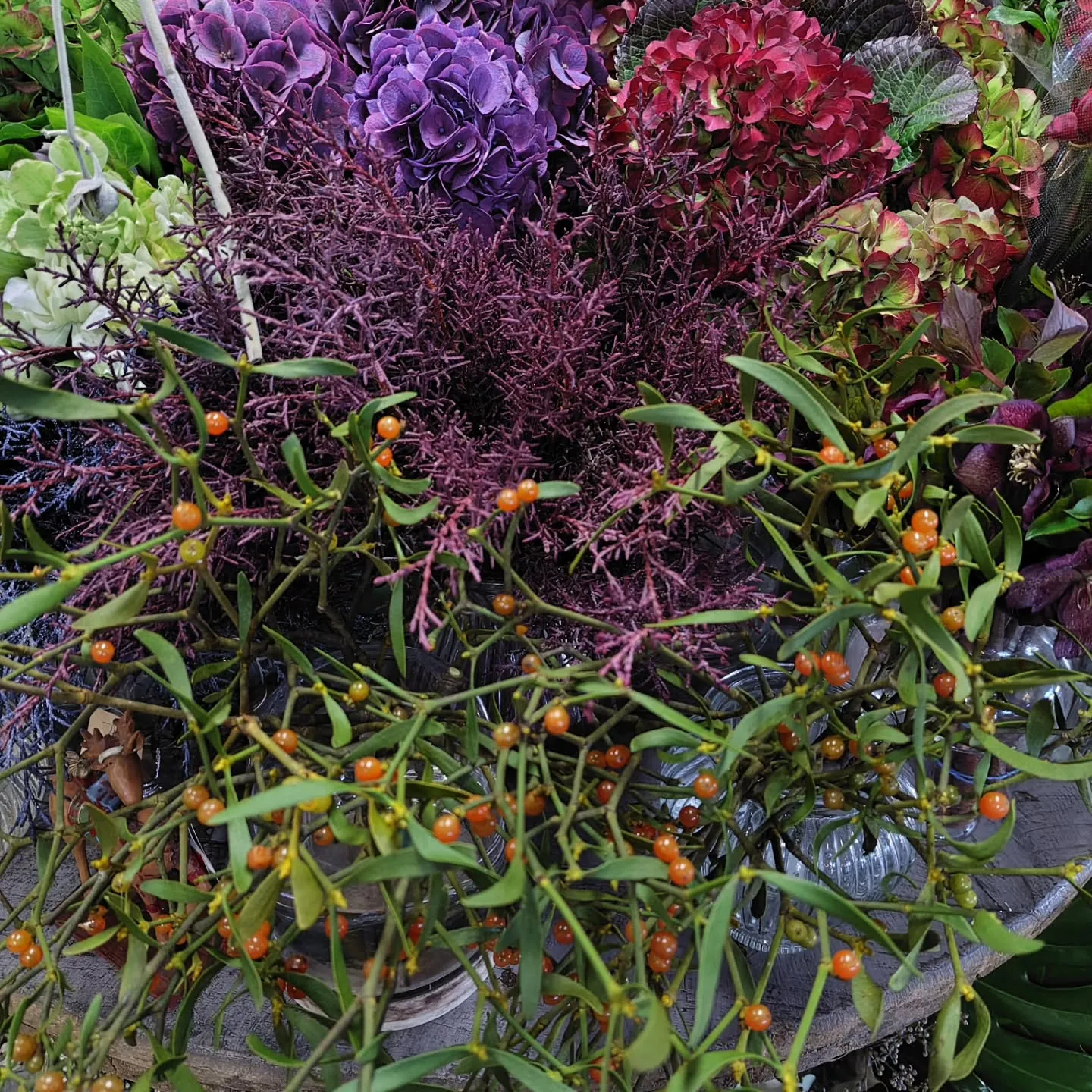 ヤドリギ　　ちゃっこい子