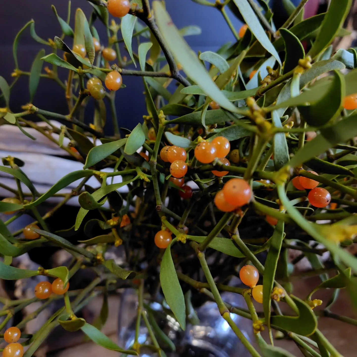 ヤドリギ　　ちゃっこい子