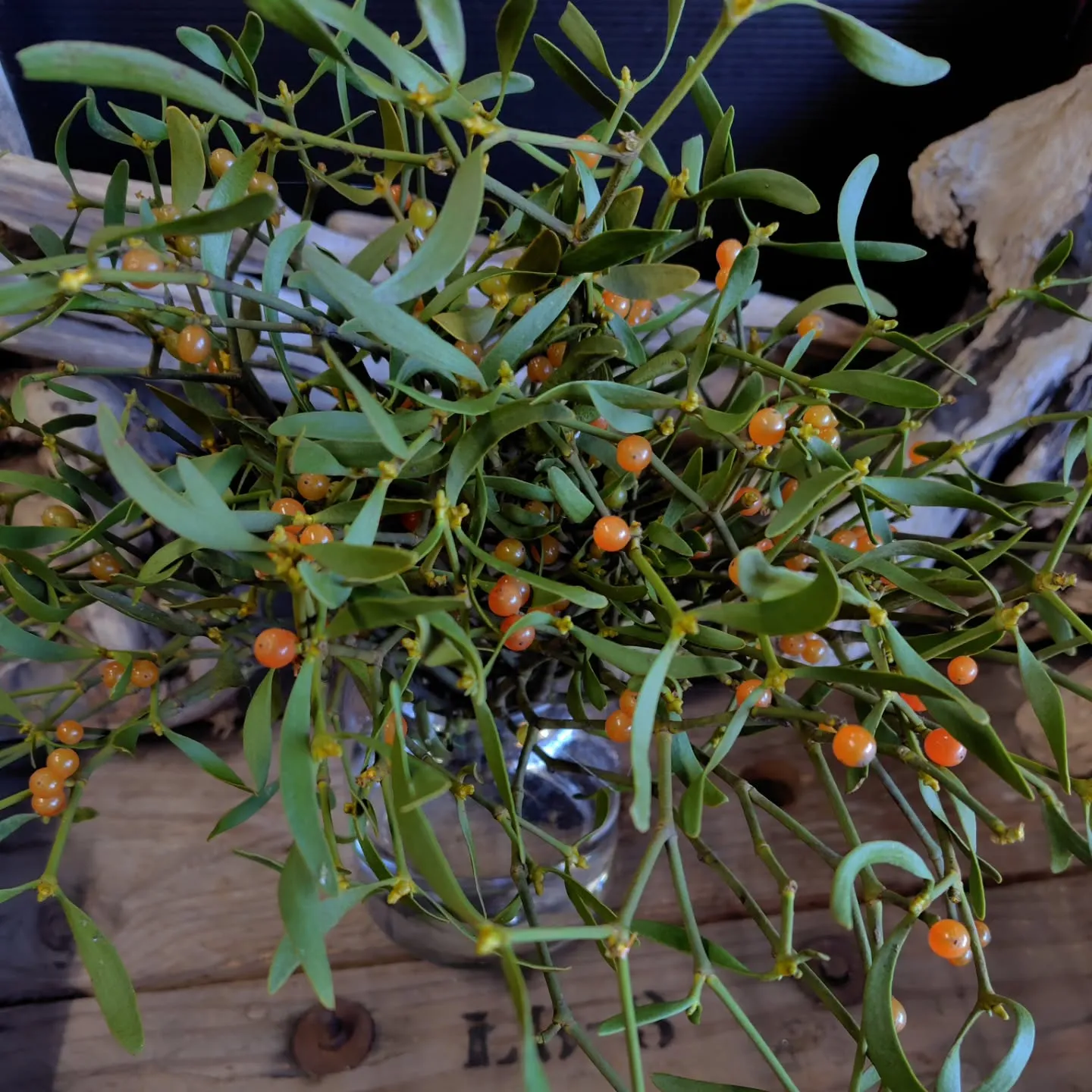 ヤドリギ　　ちゃっこい子