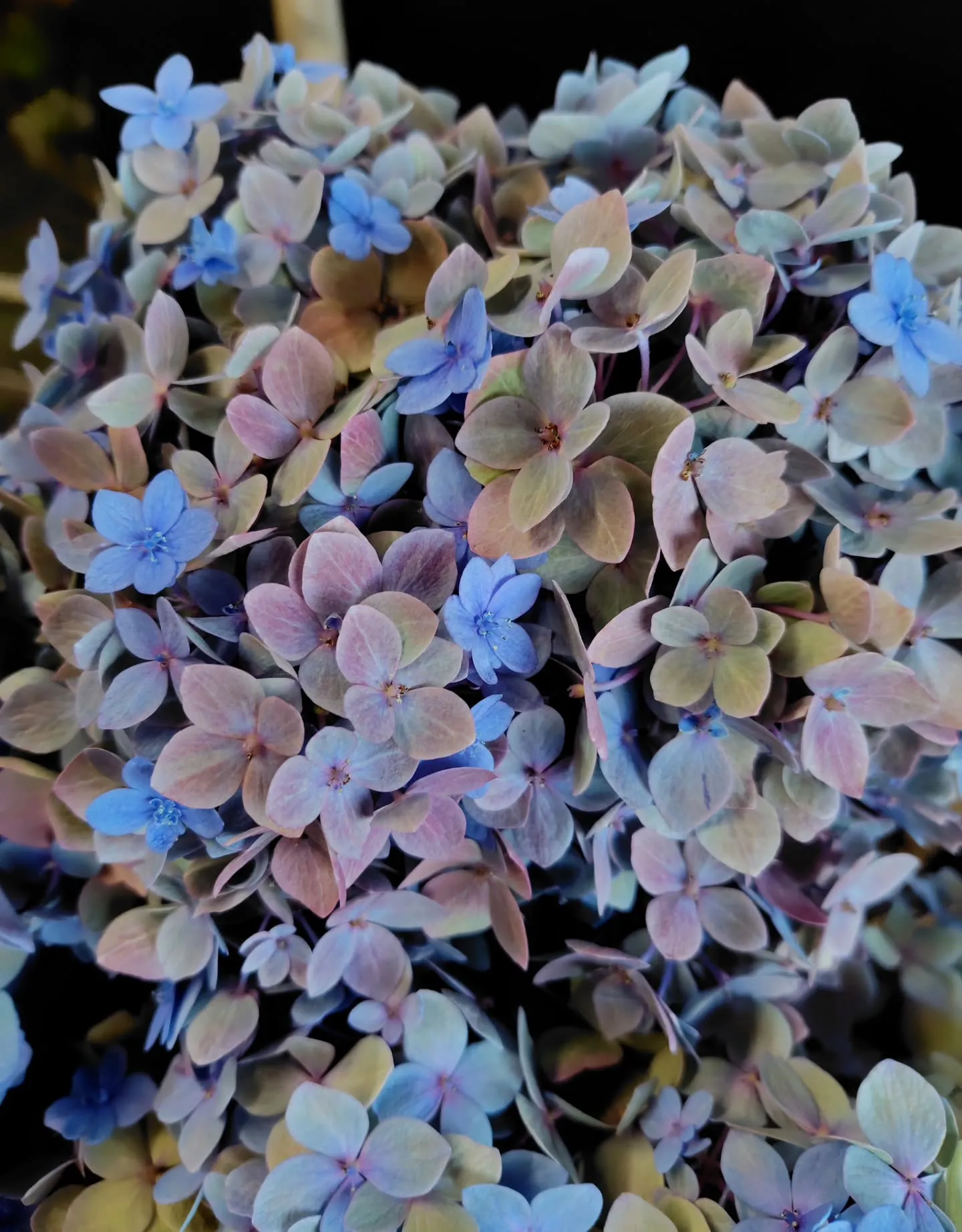 色に引き寄せられた