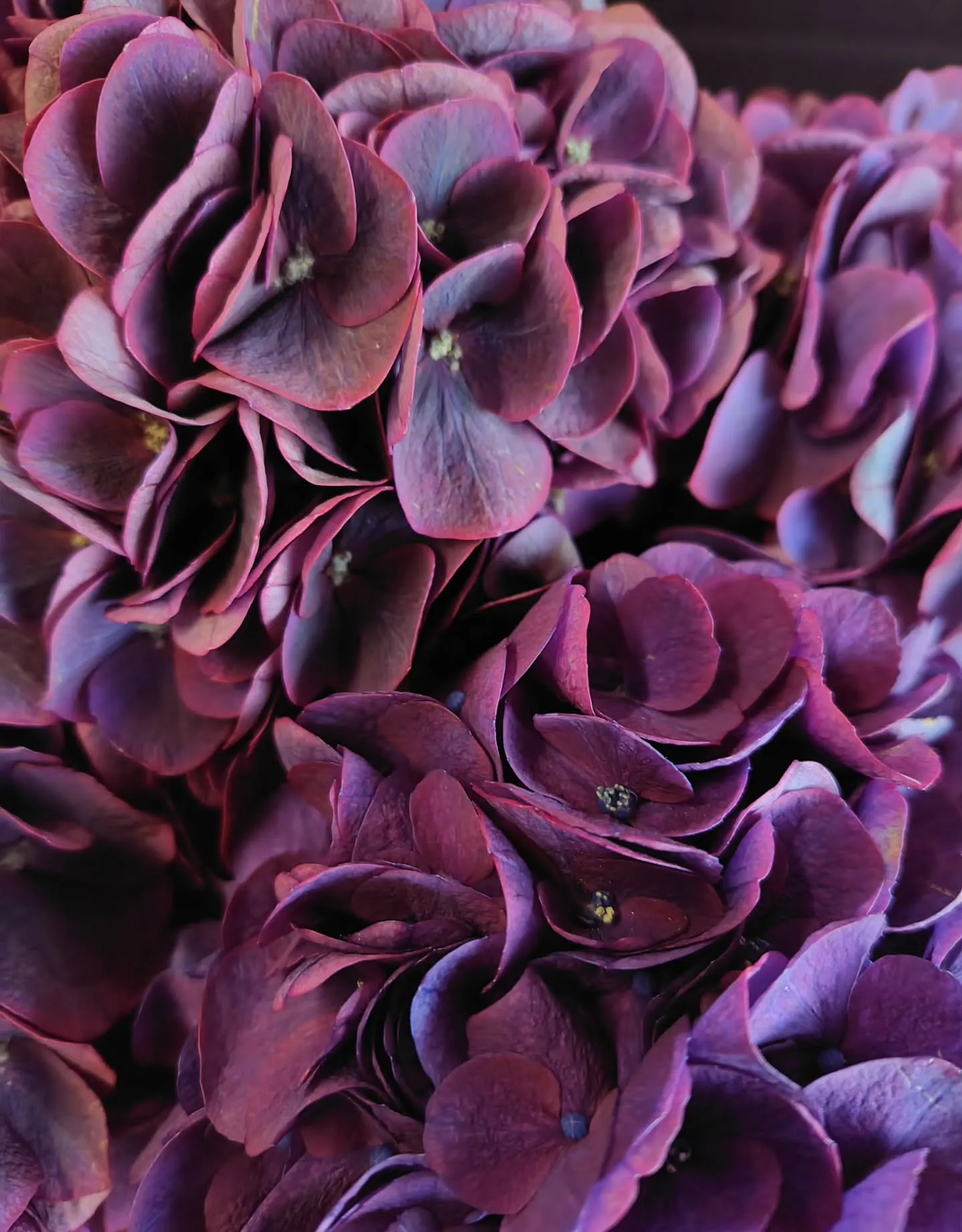 色に引き寄せられた