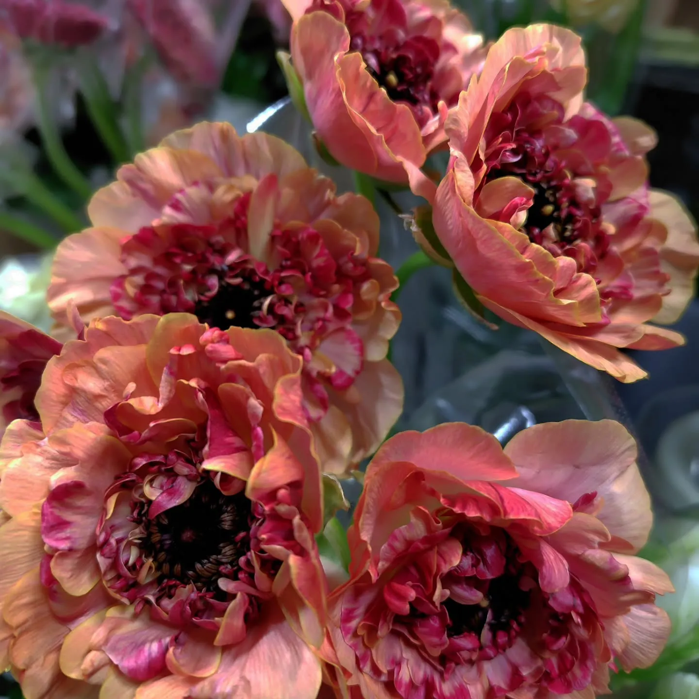 シャルロット　今季初