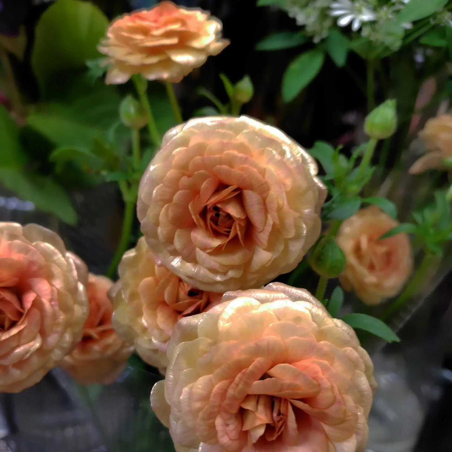 シャルロット　今季初