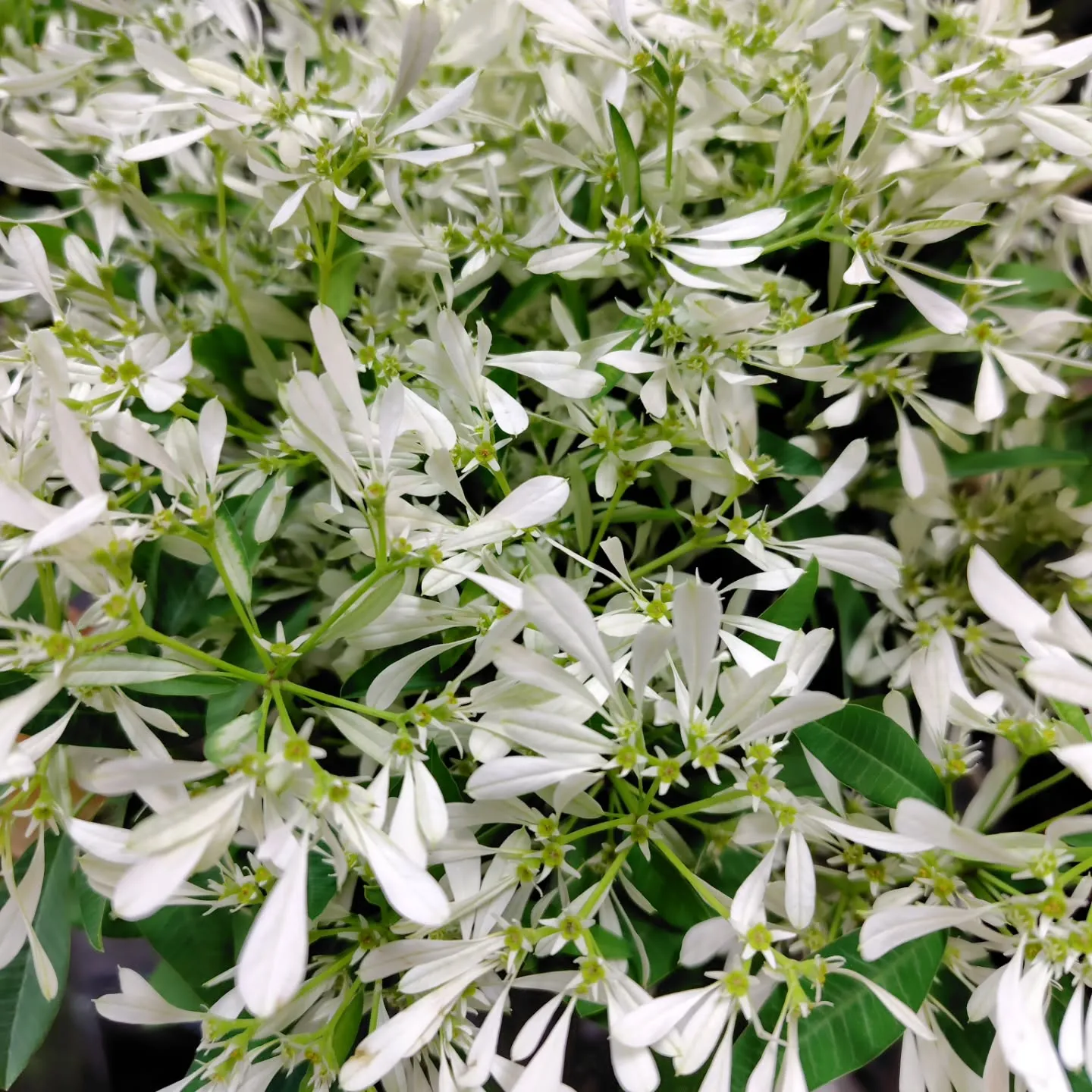 シャルロット　今季初