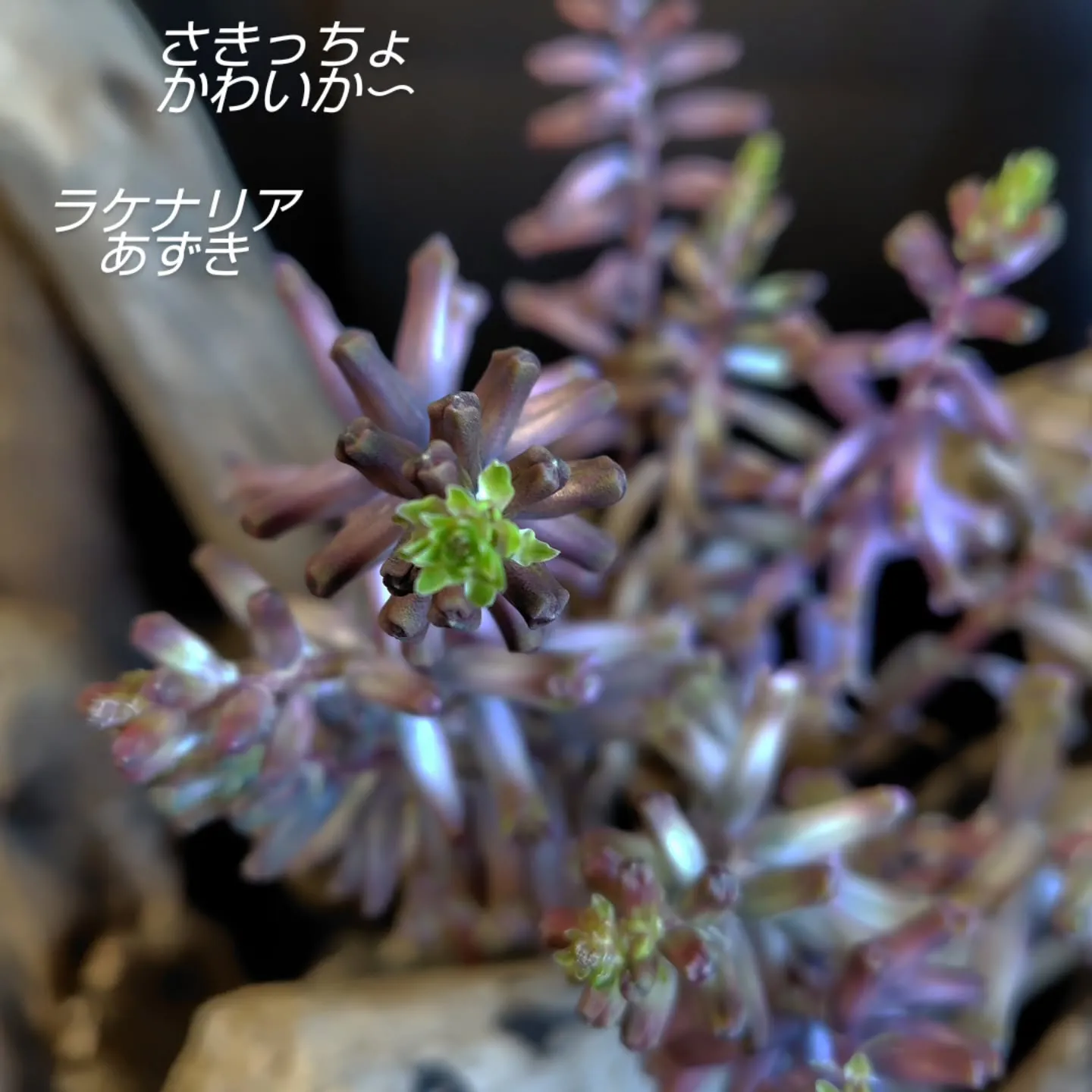 ใใใ๐ซใใใใพใใ