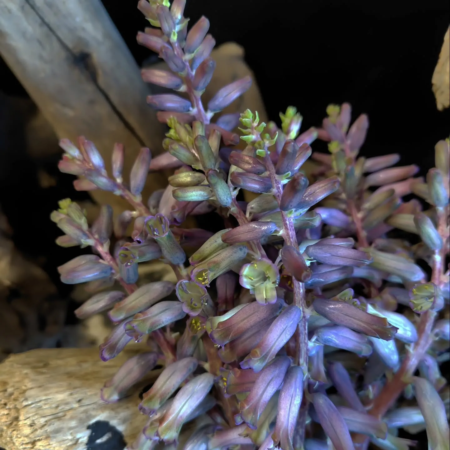 ใใใ๐ซใใใใพใใ