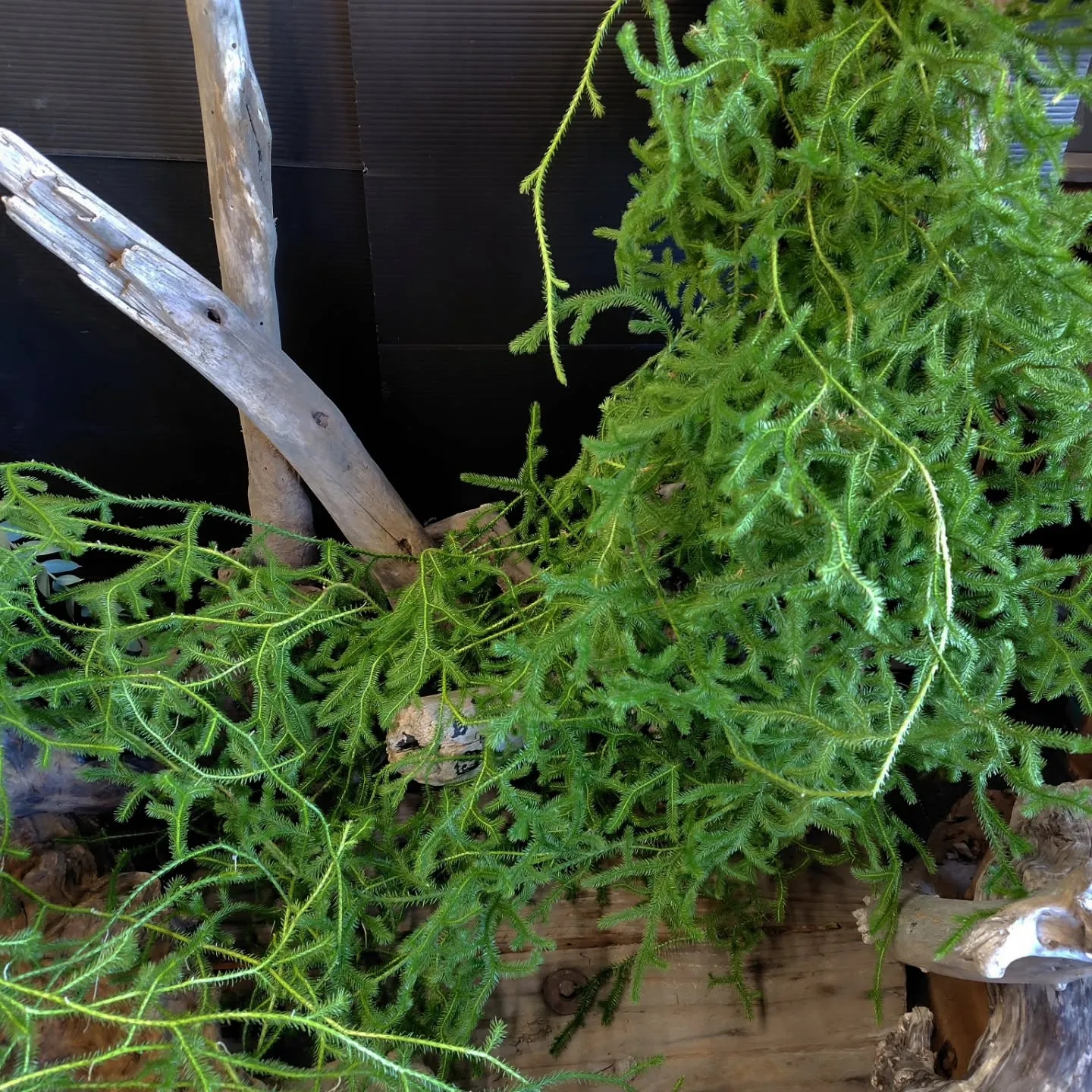 ใใใ๐ซใใใใพใใ