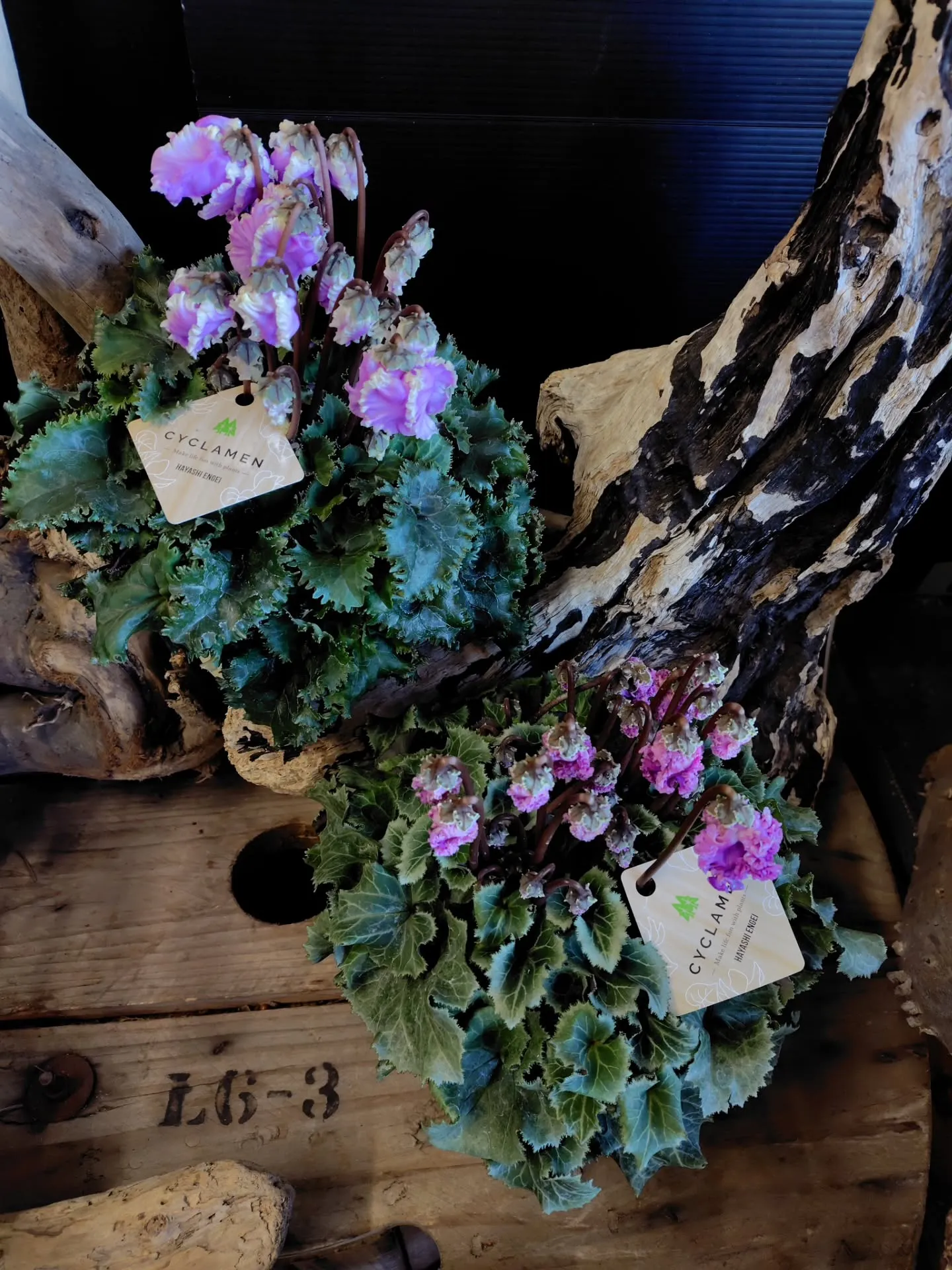 WAKUWAKU探しに〜