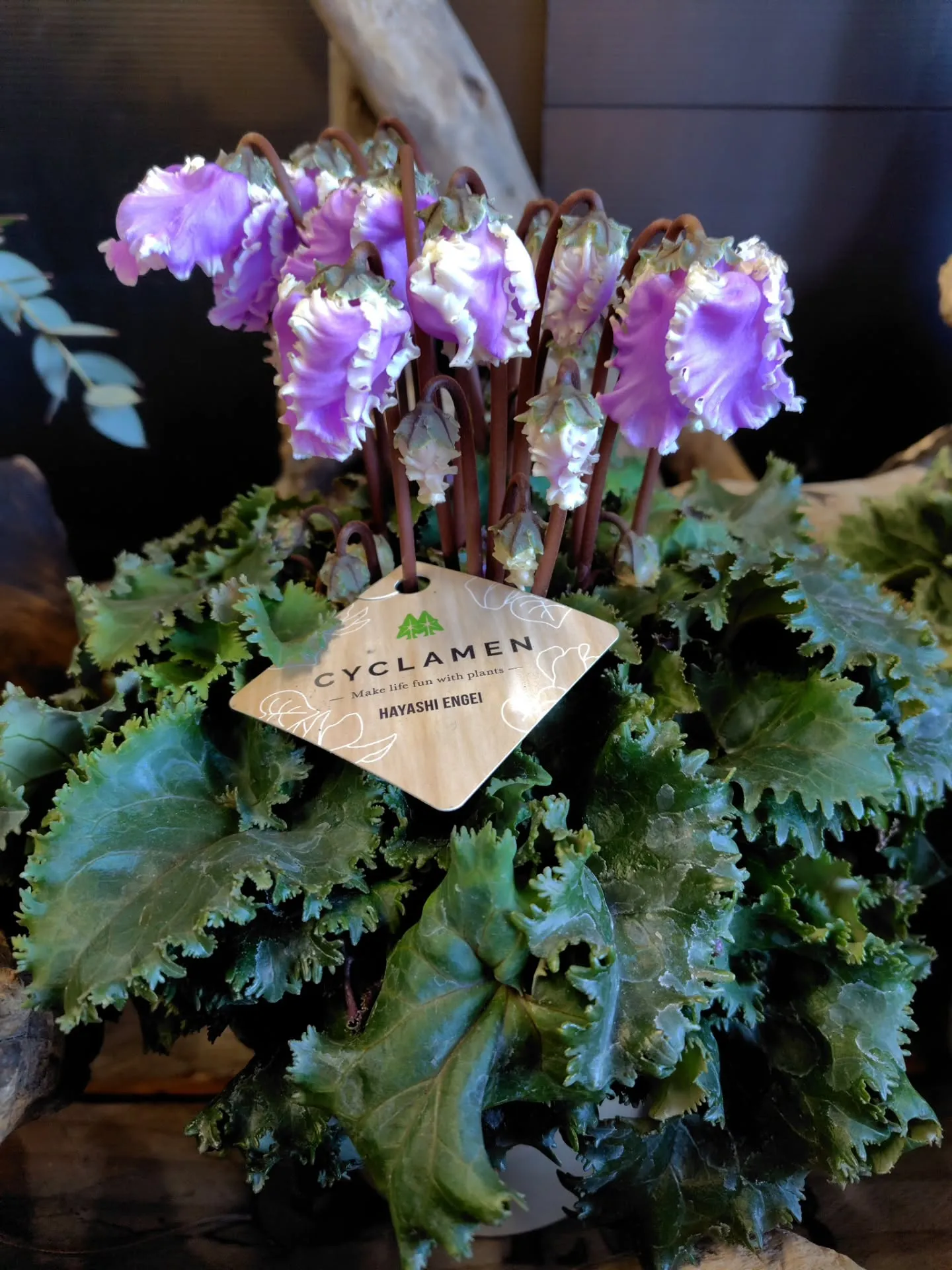 WAKUWAKU探しに〜