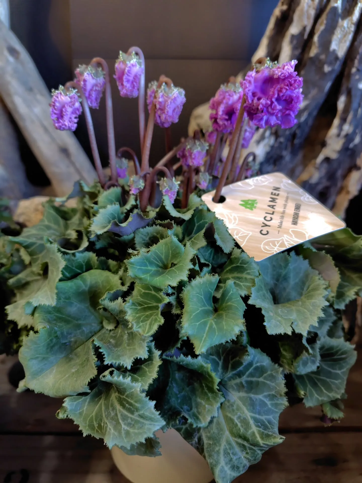 WAKUWAKU探しに〜