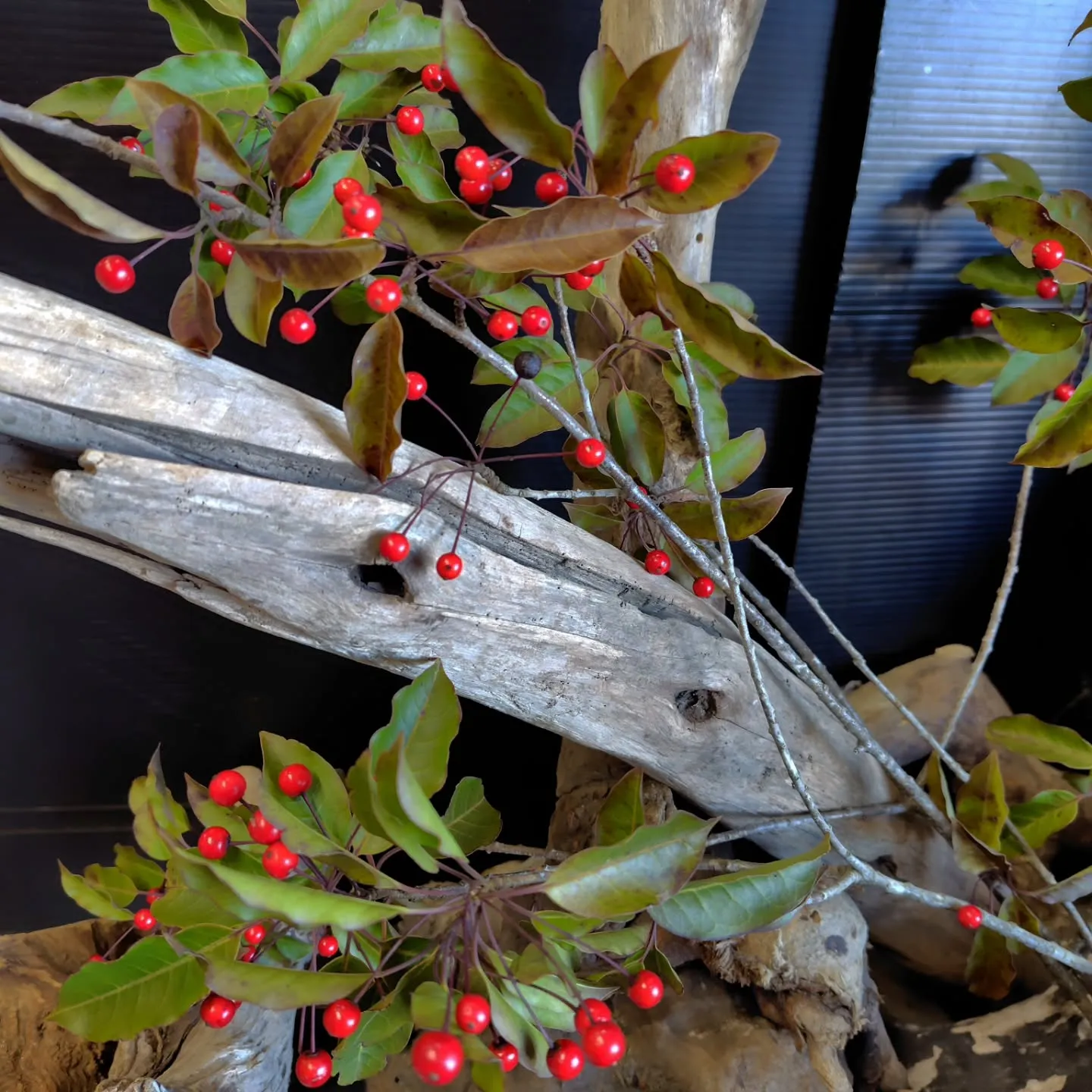 そよそよ　さらさら