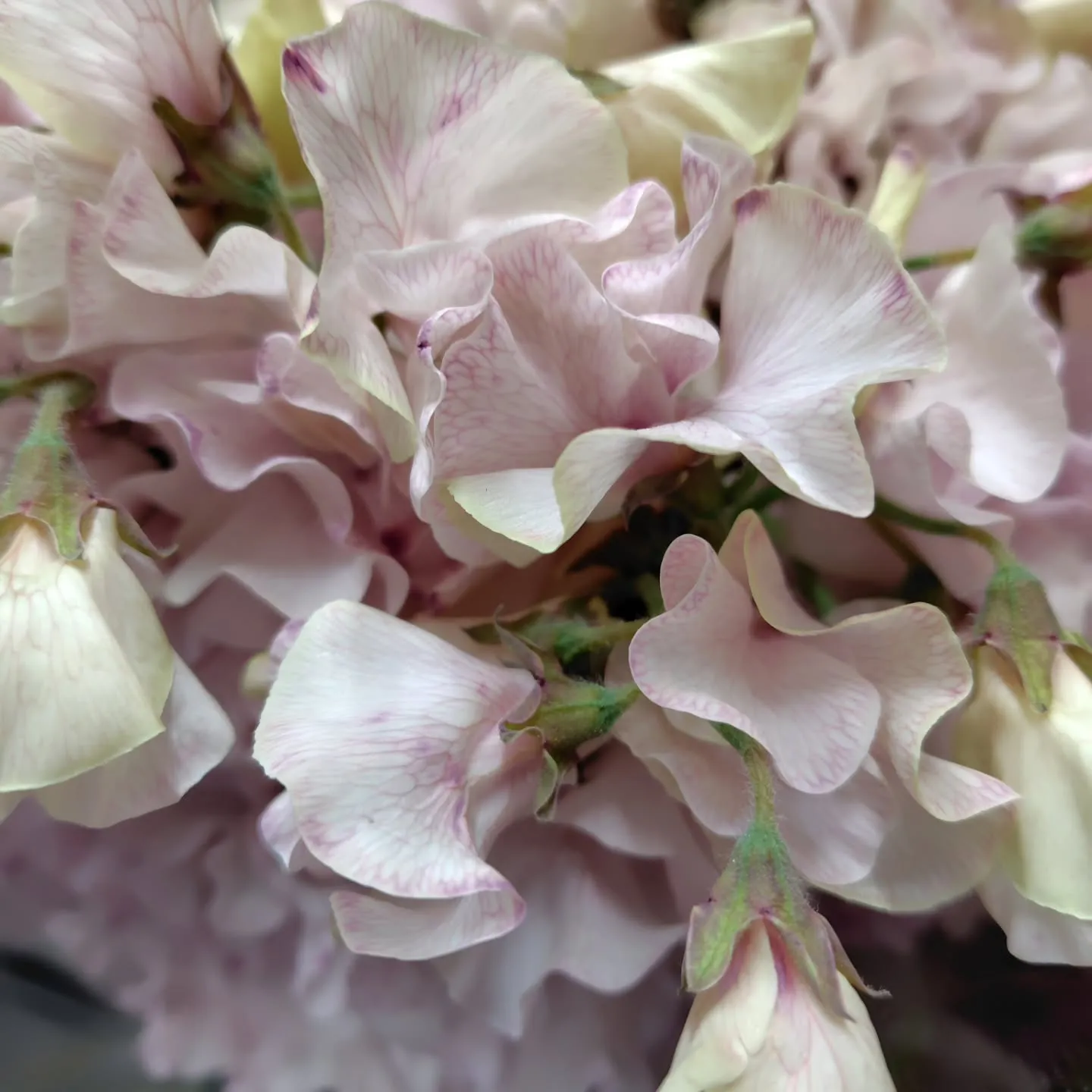 そよそよ　さらさら