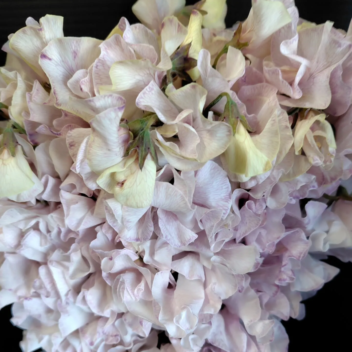 そよそよ　さらさら