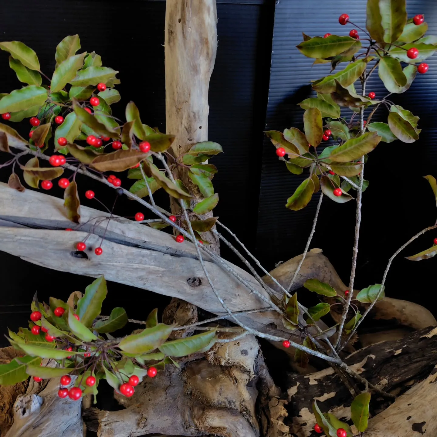 そよそよ　さらさら