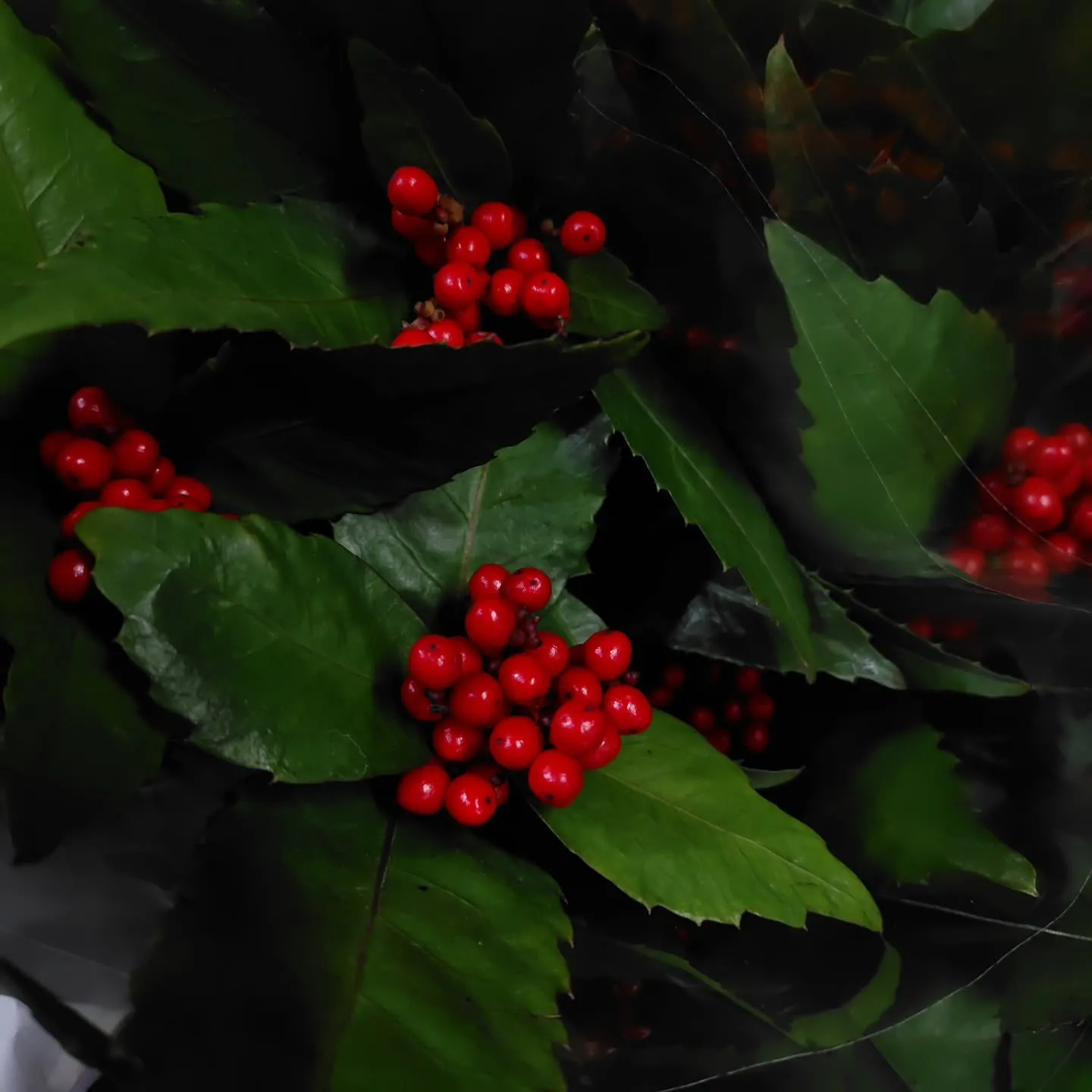 千両 彩り鮮やか