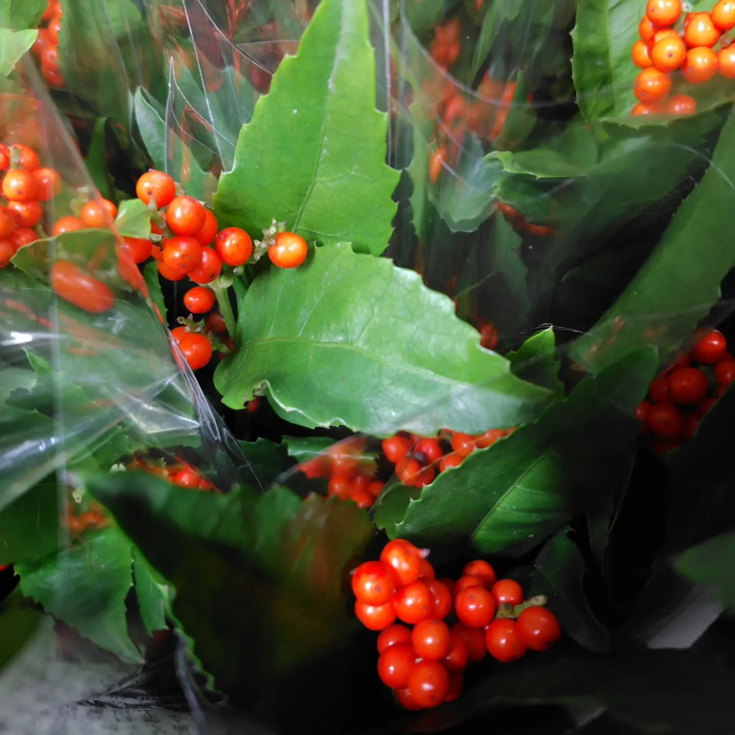 千両 彩り鮮やか