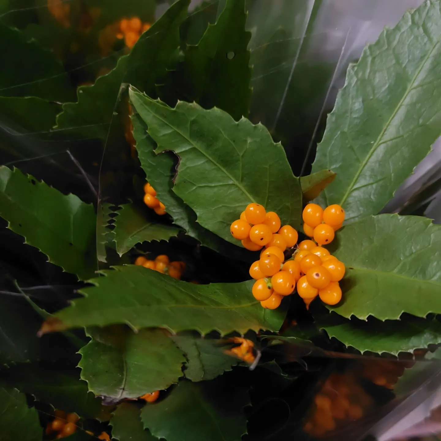 千両 彩り鮮やか