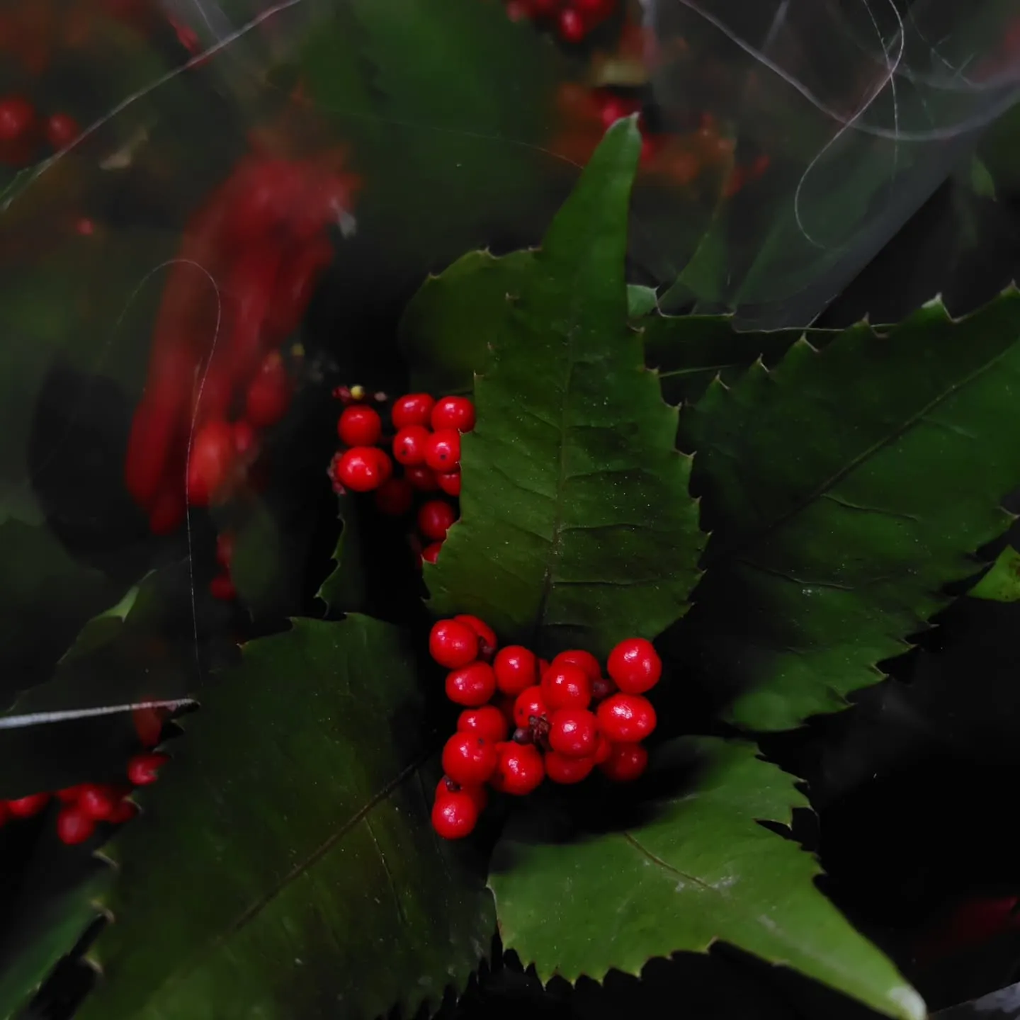 千両 彩り鮮やか