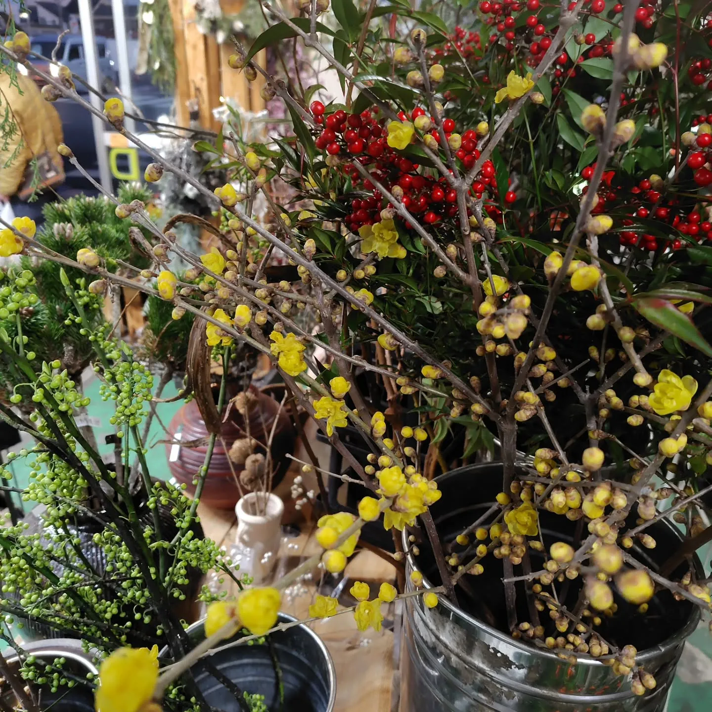 千両 彩り鮮やか