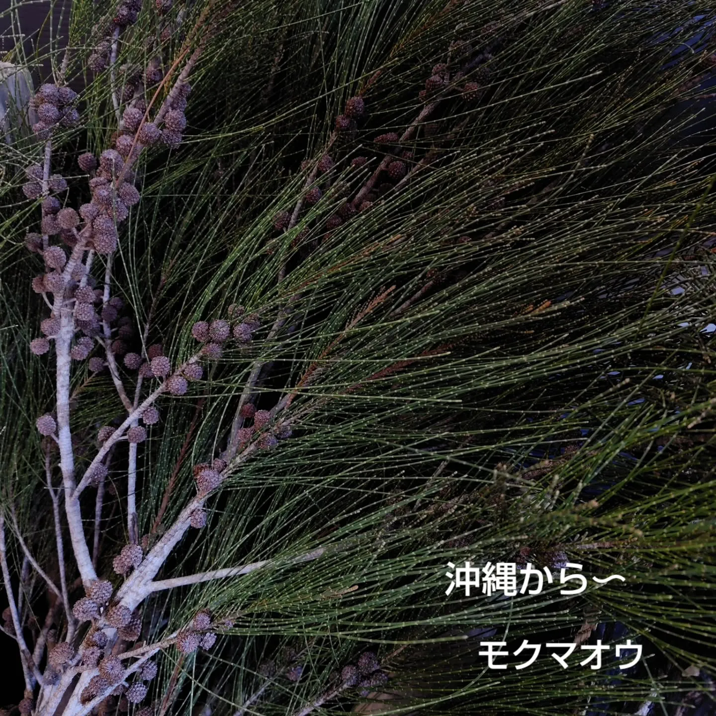 千両 彩り鮮やか