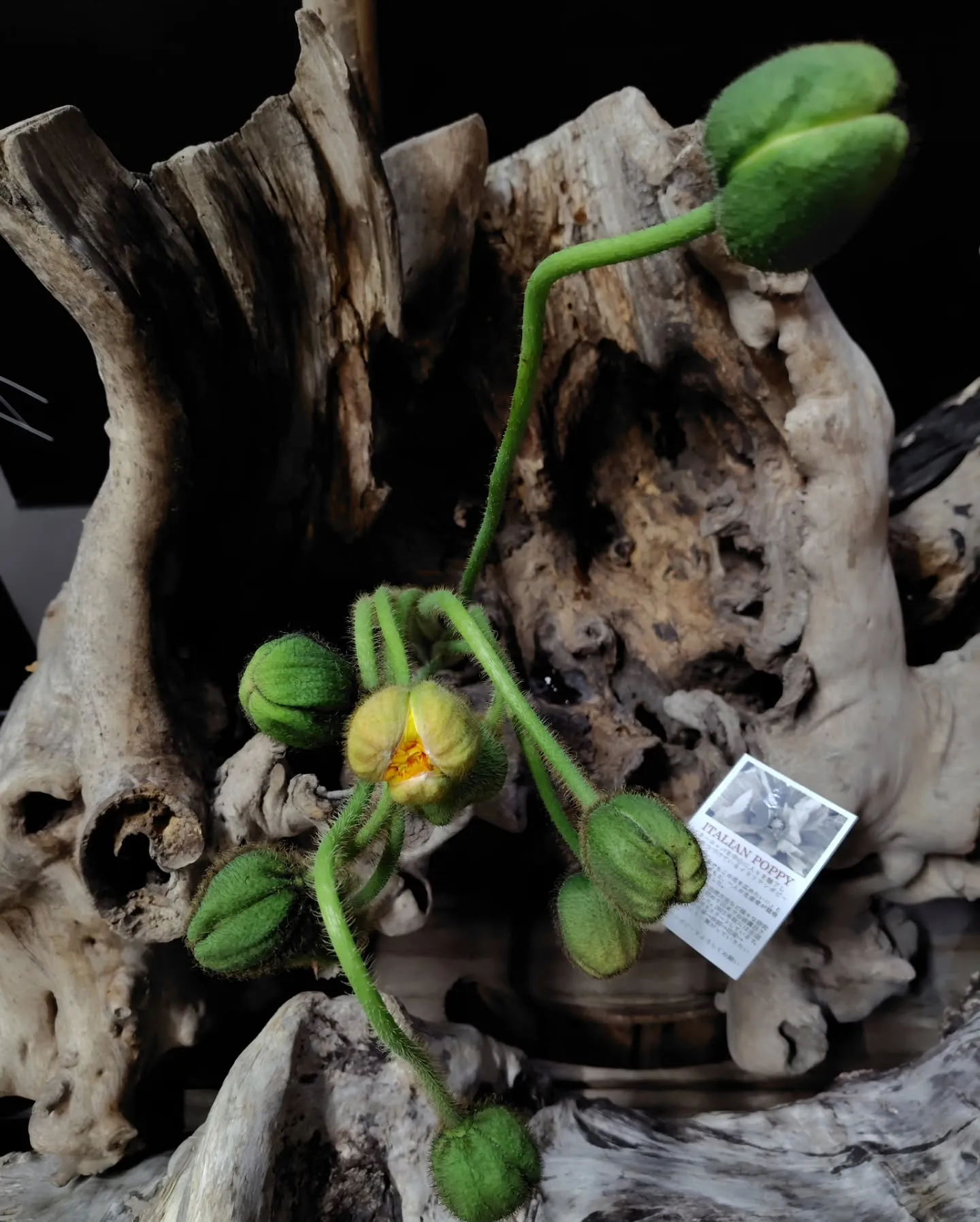 イタリアンポピー