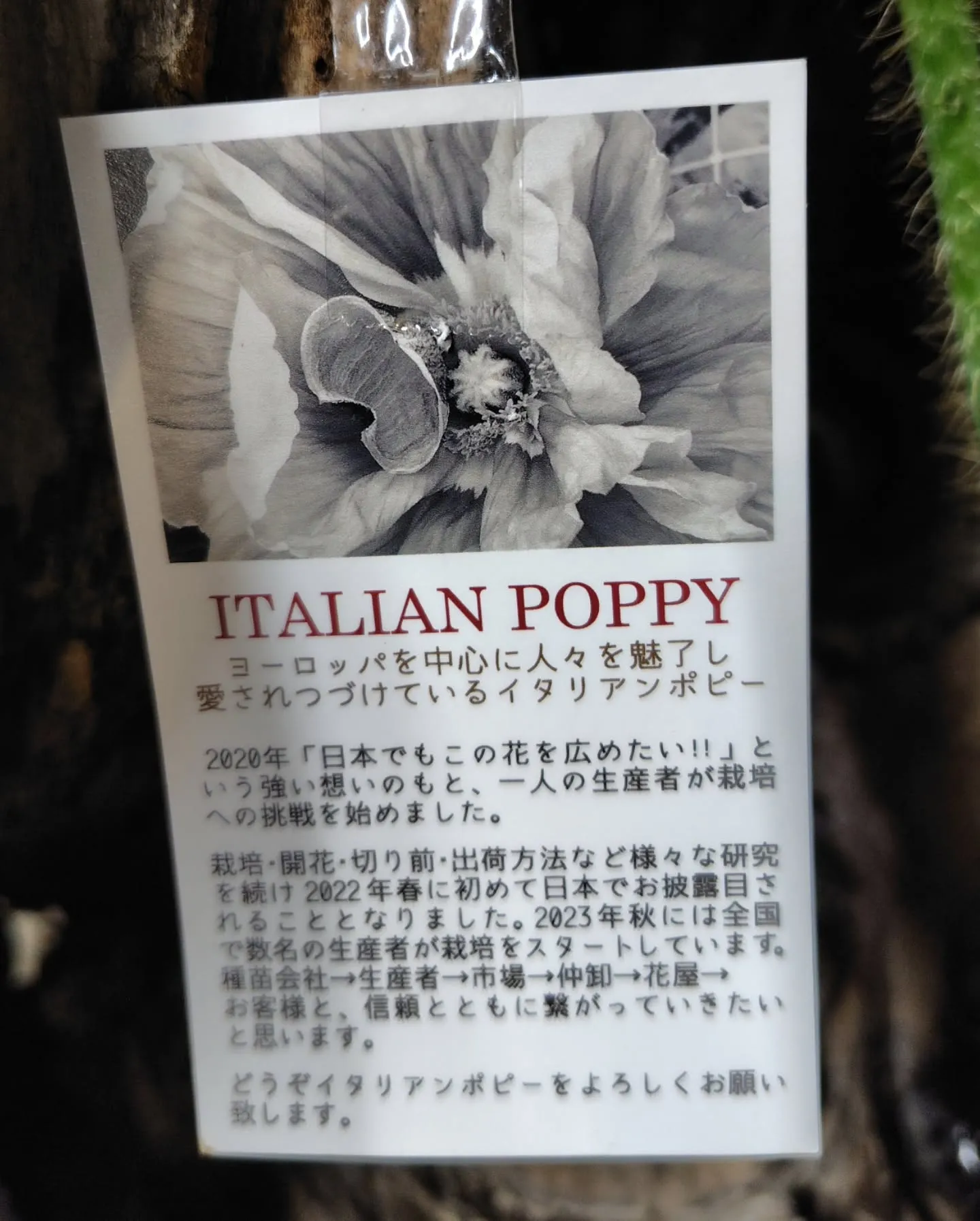 イタリアンポピー