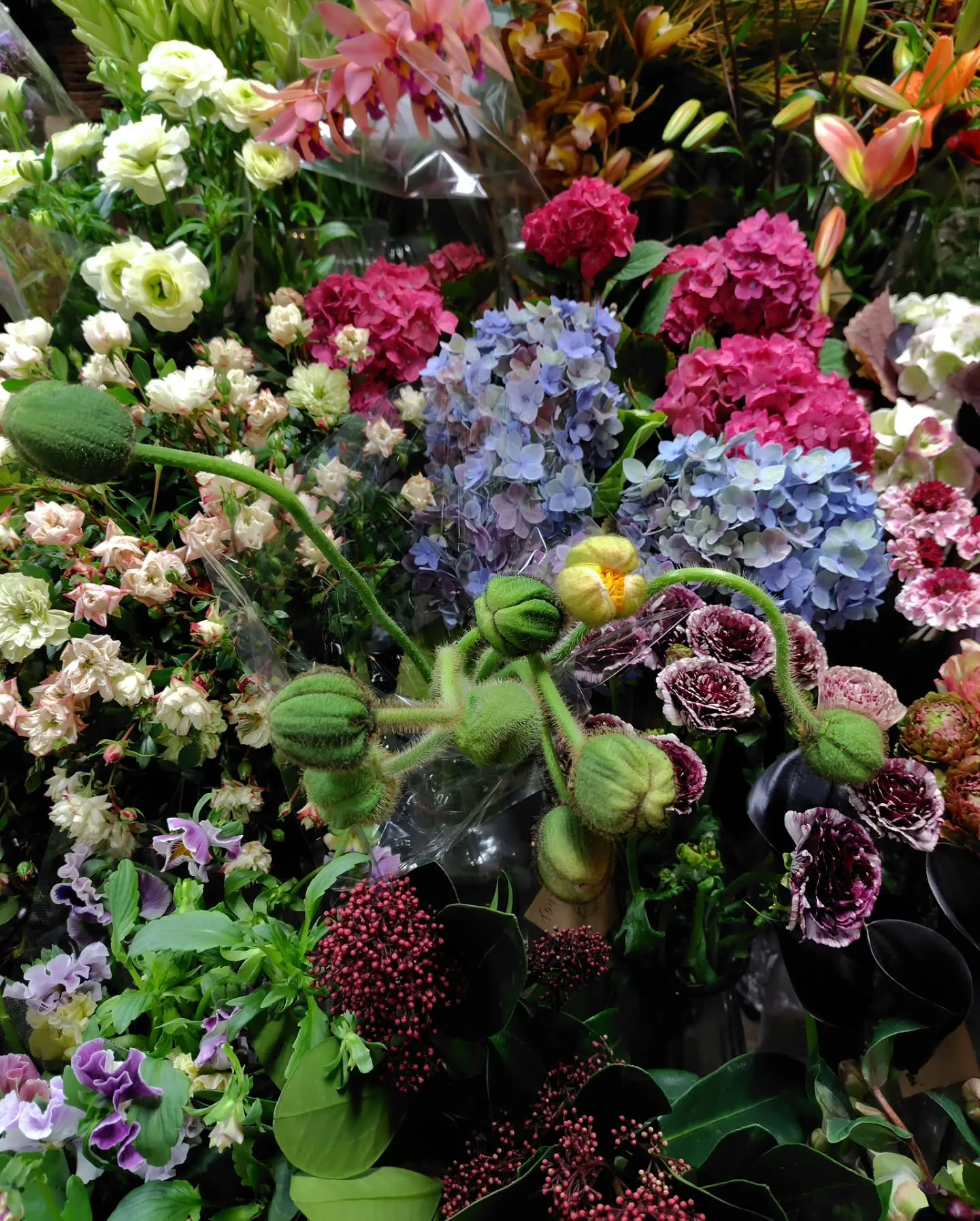 イタリアンポピー