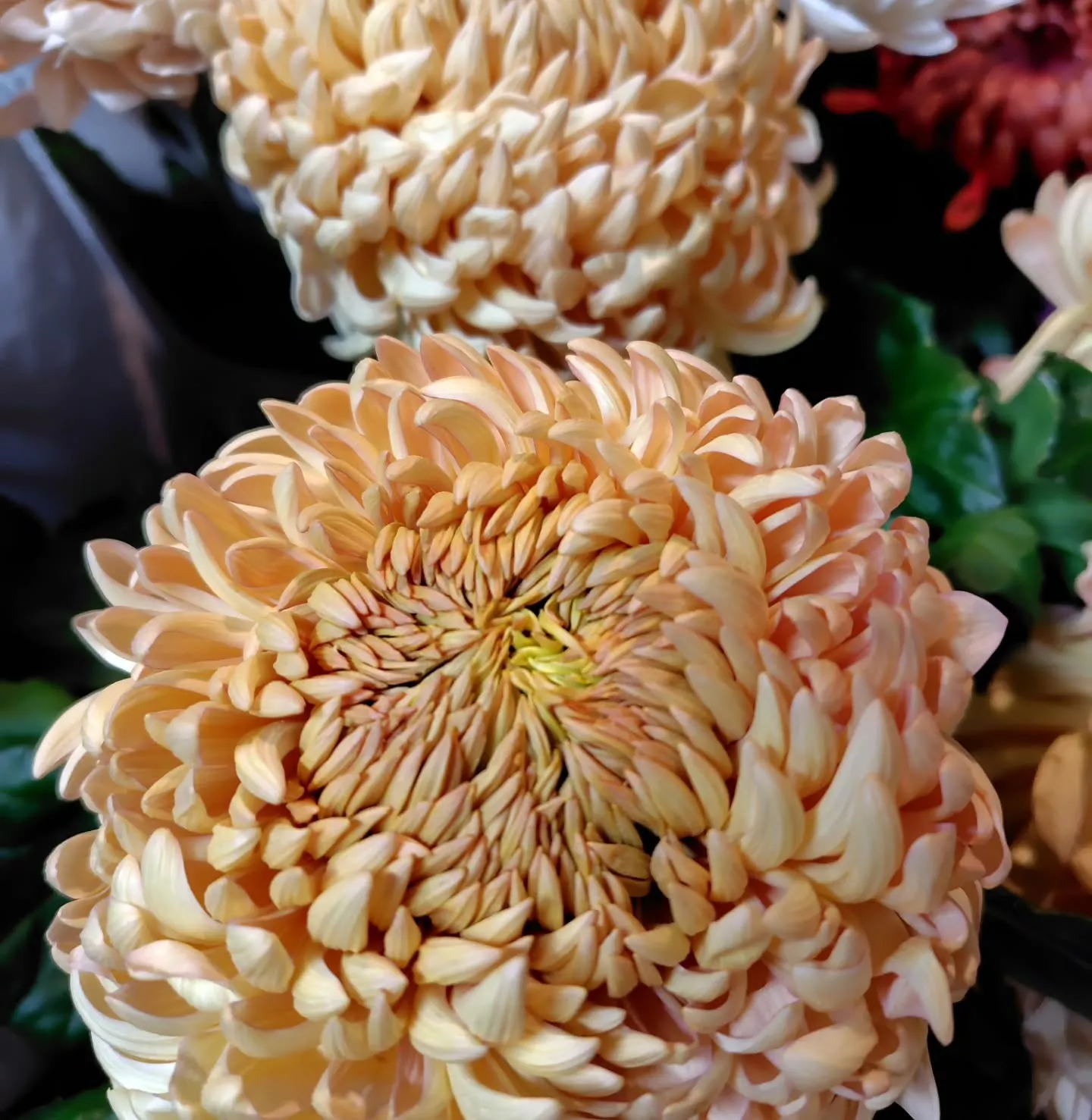 アンティークレオン