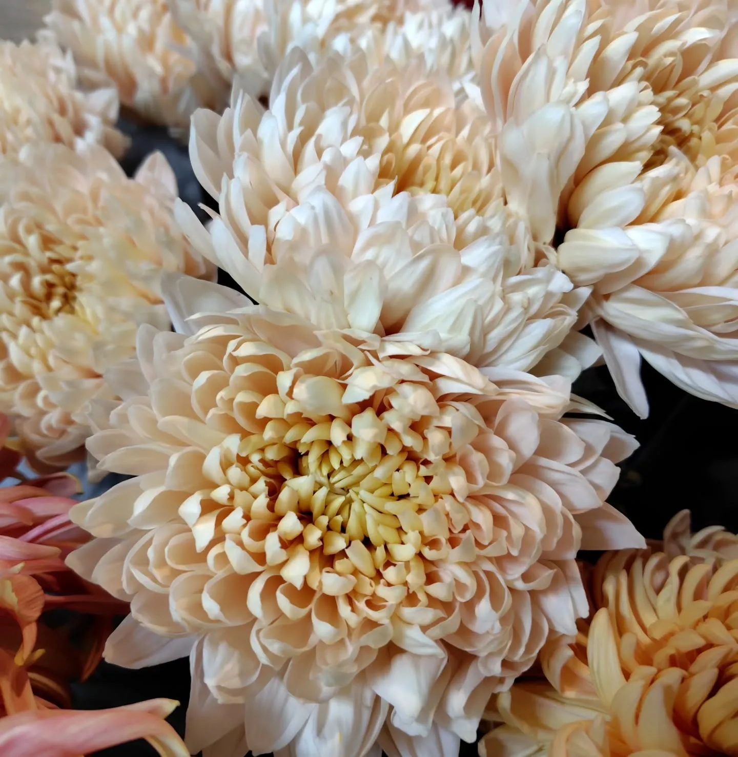 アンティークレオン