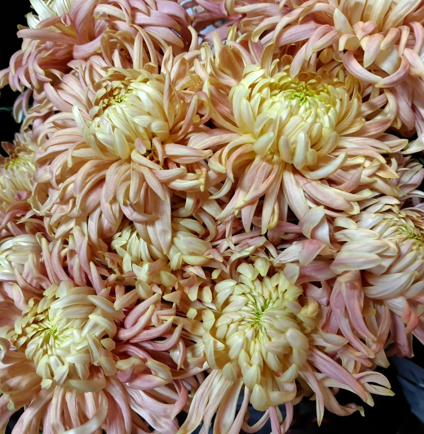 アンティークレオン