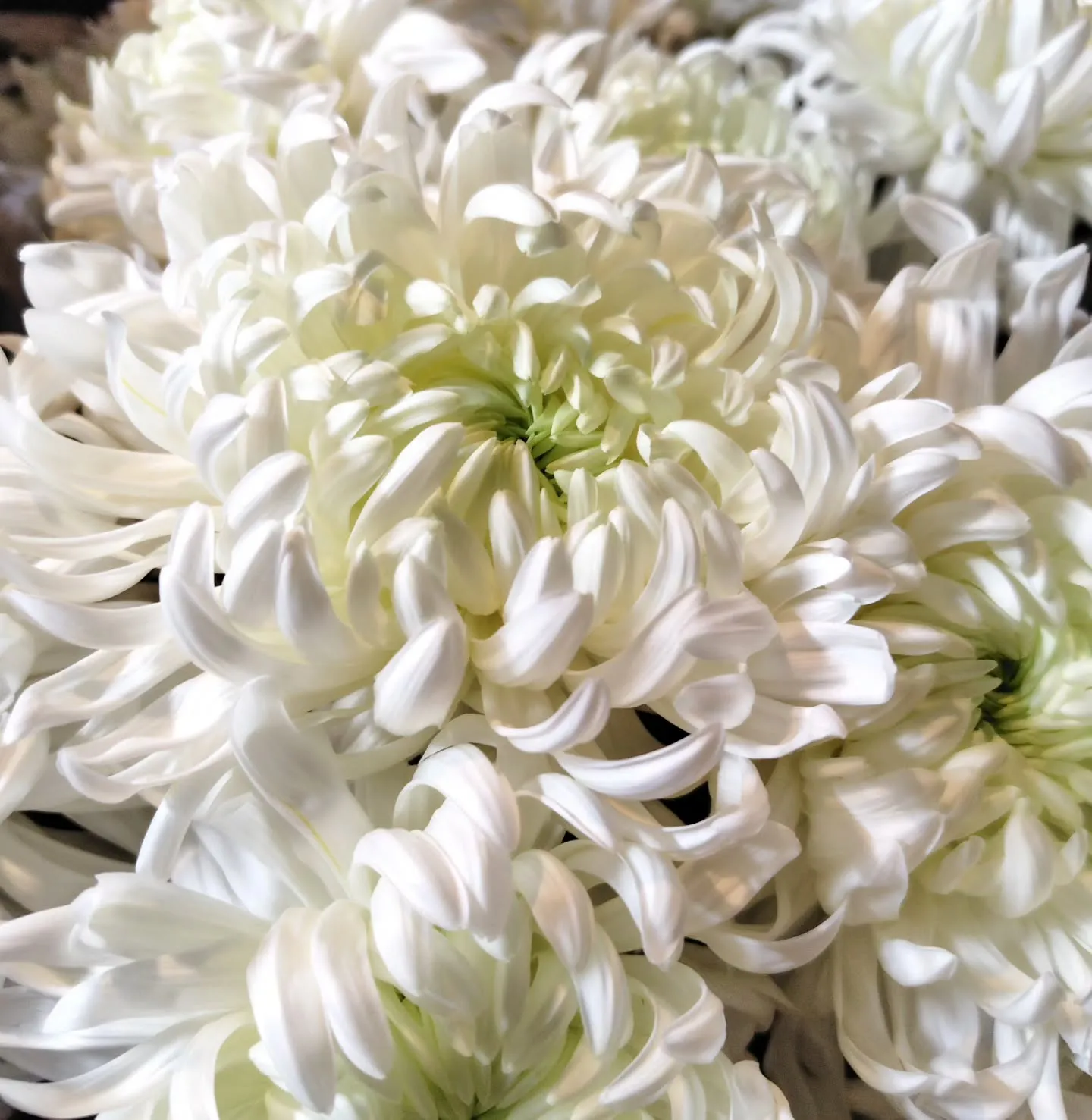 アンティークレオン