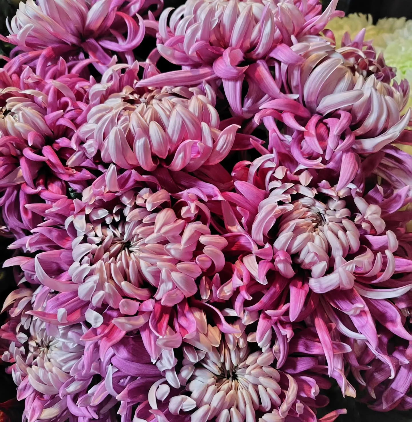 アンティークレオン