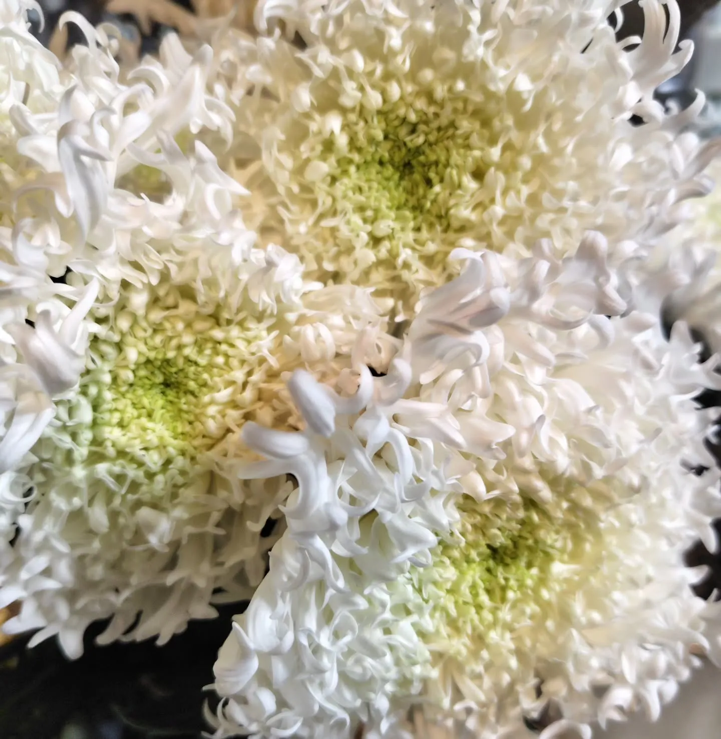 アンティークレオン