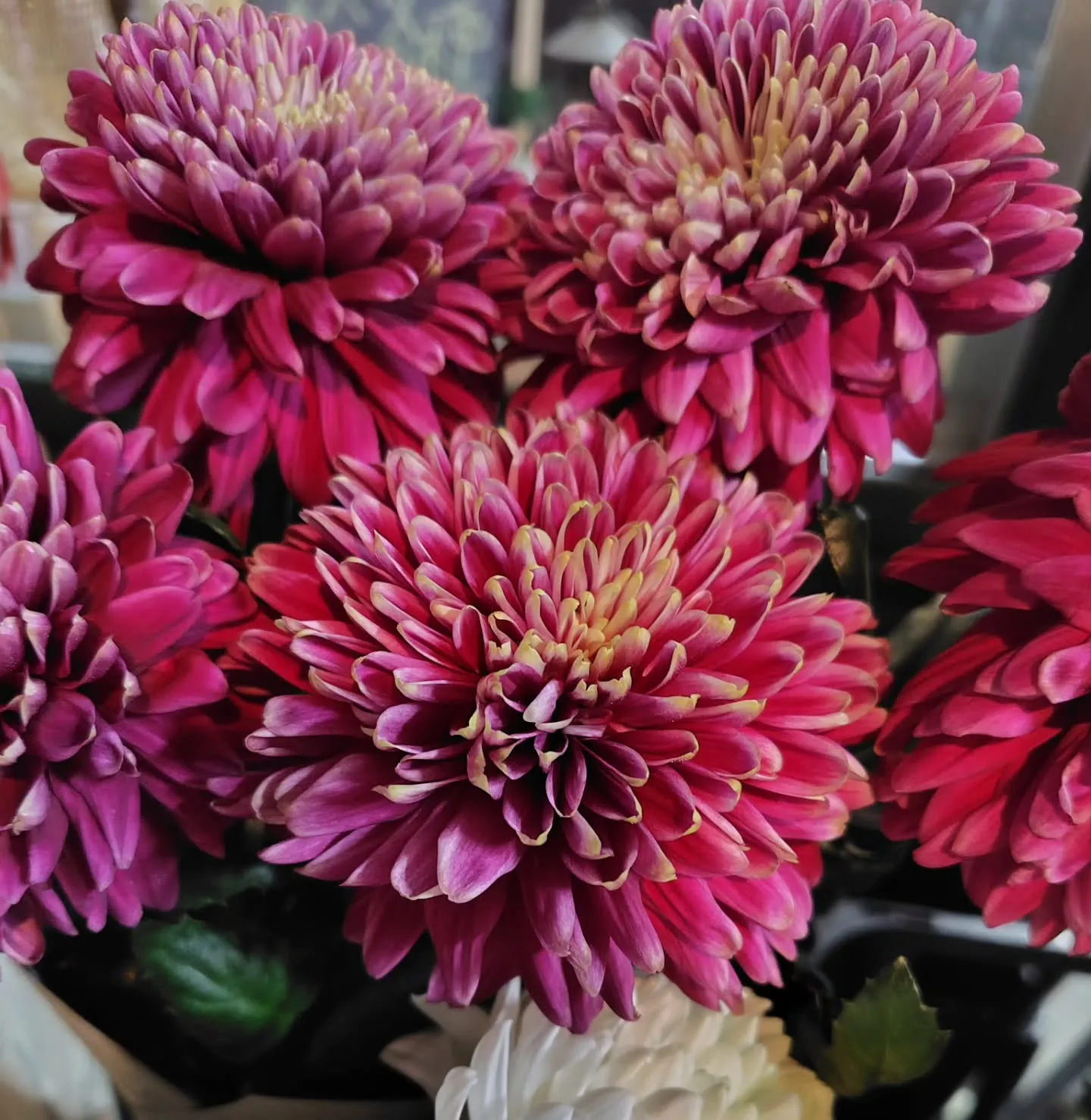 アンティークレオン