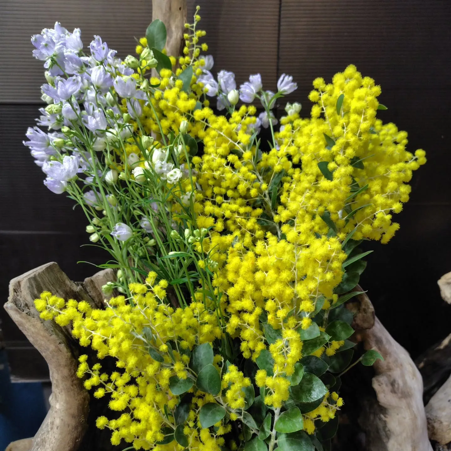 パールアカシア