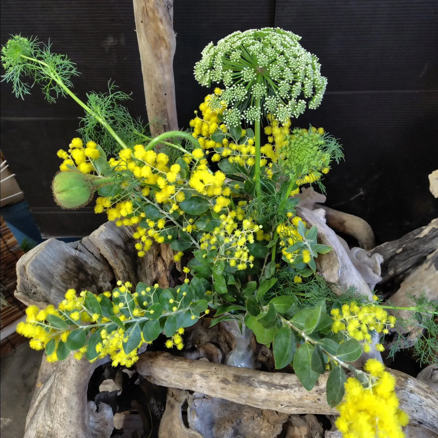 パールアカシア