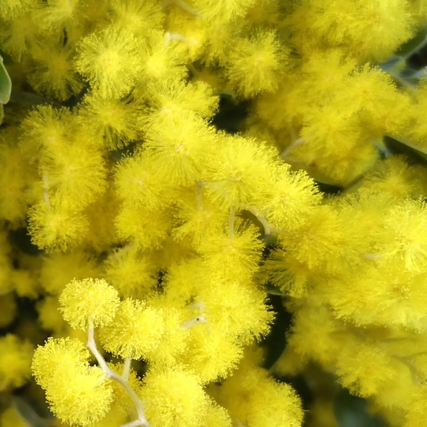 もこもこ🆙で！！