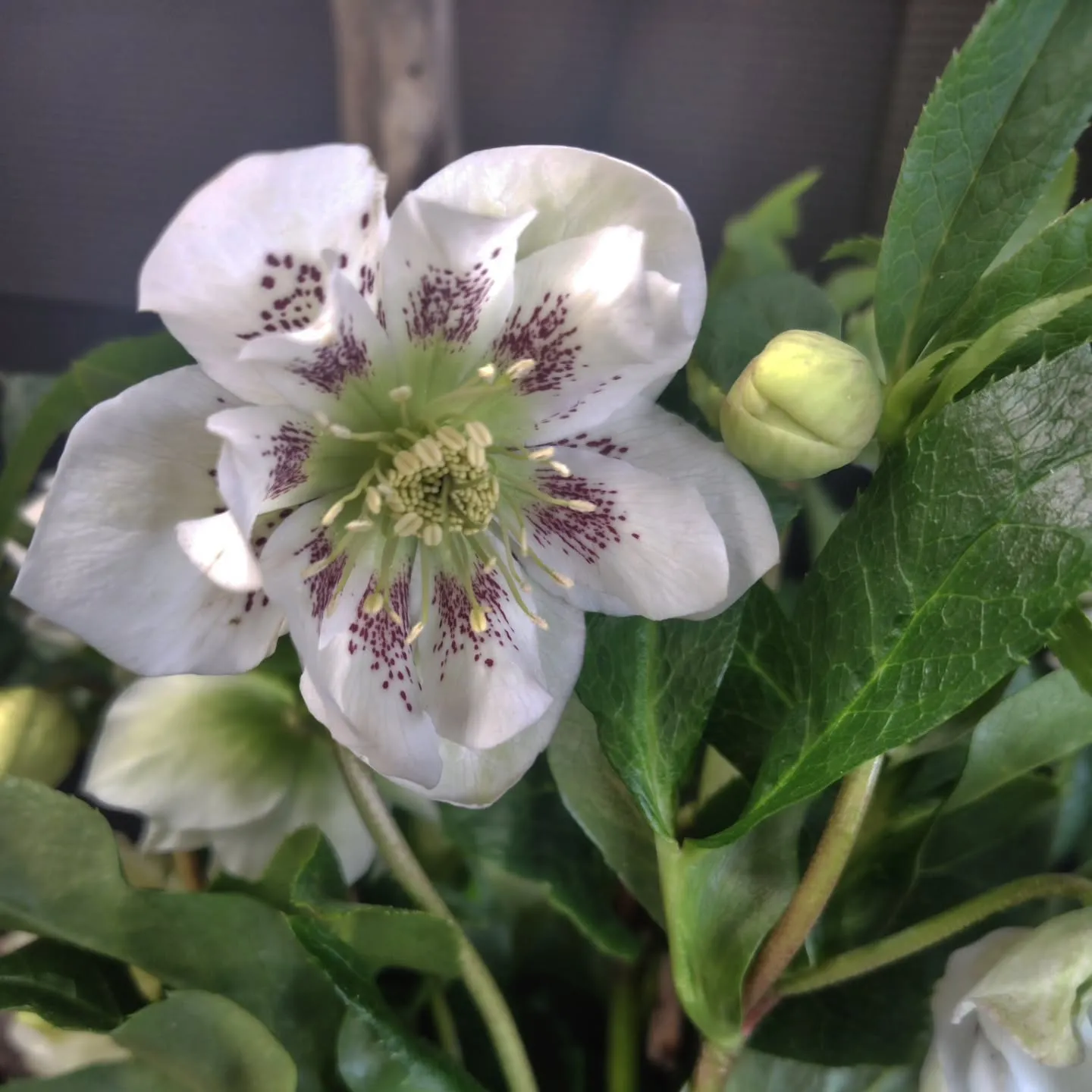 もこもこ🆙で！！