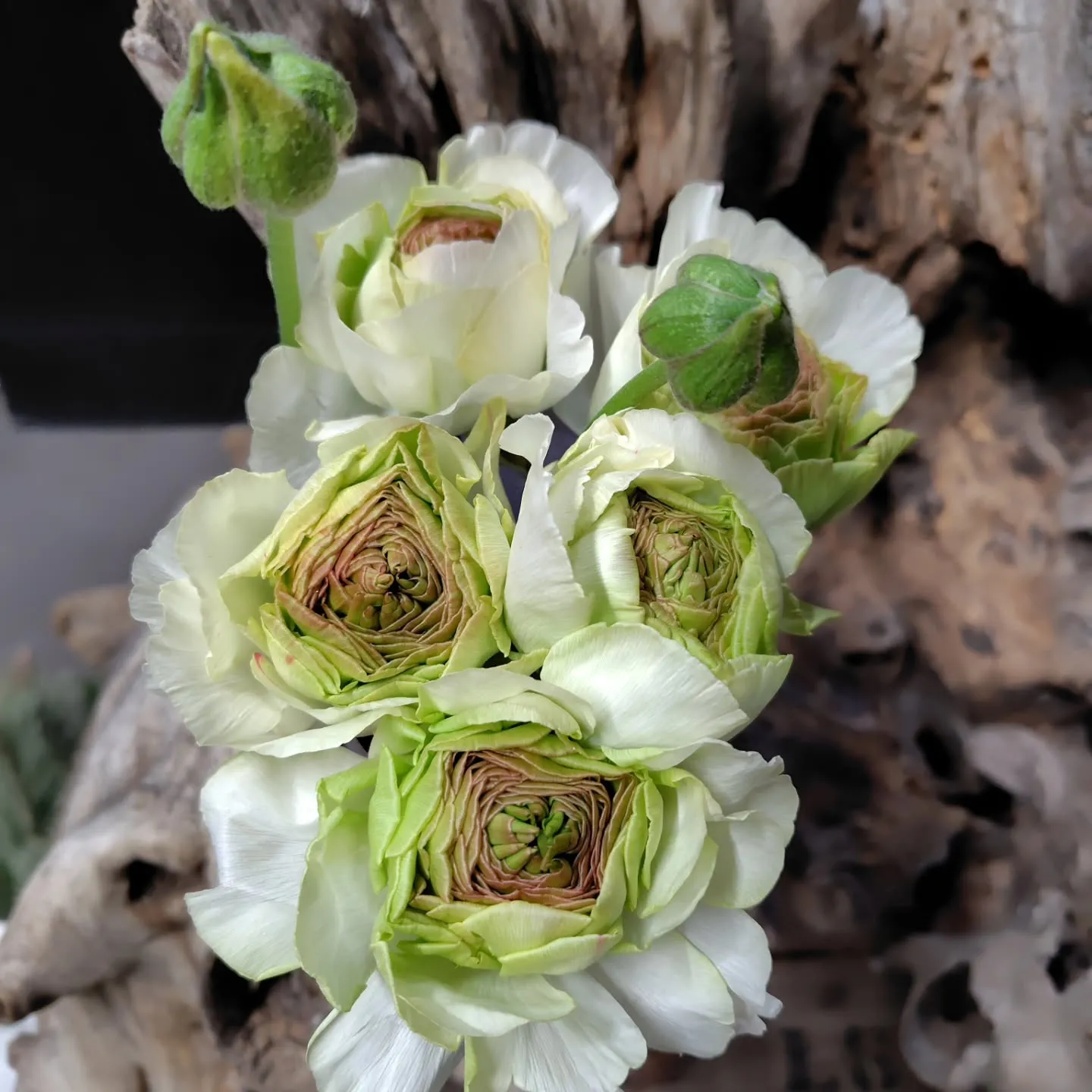 もこもこ🆙で！！