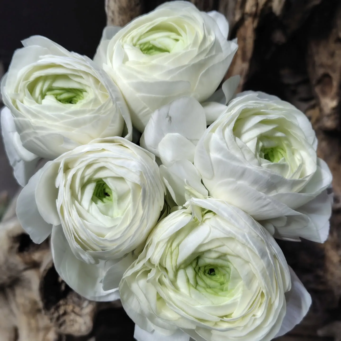 もこもこ🆙で！！