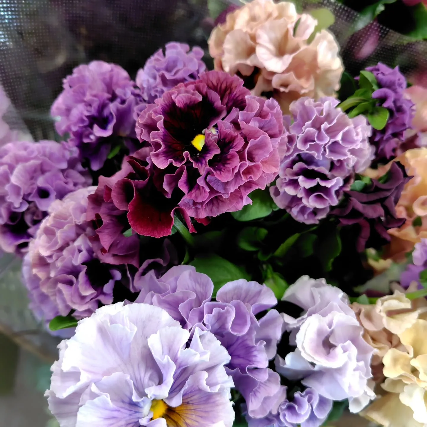 もこもこ🆙で！！